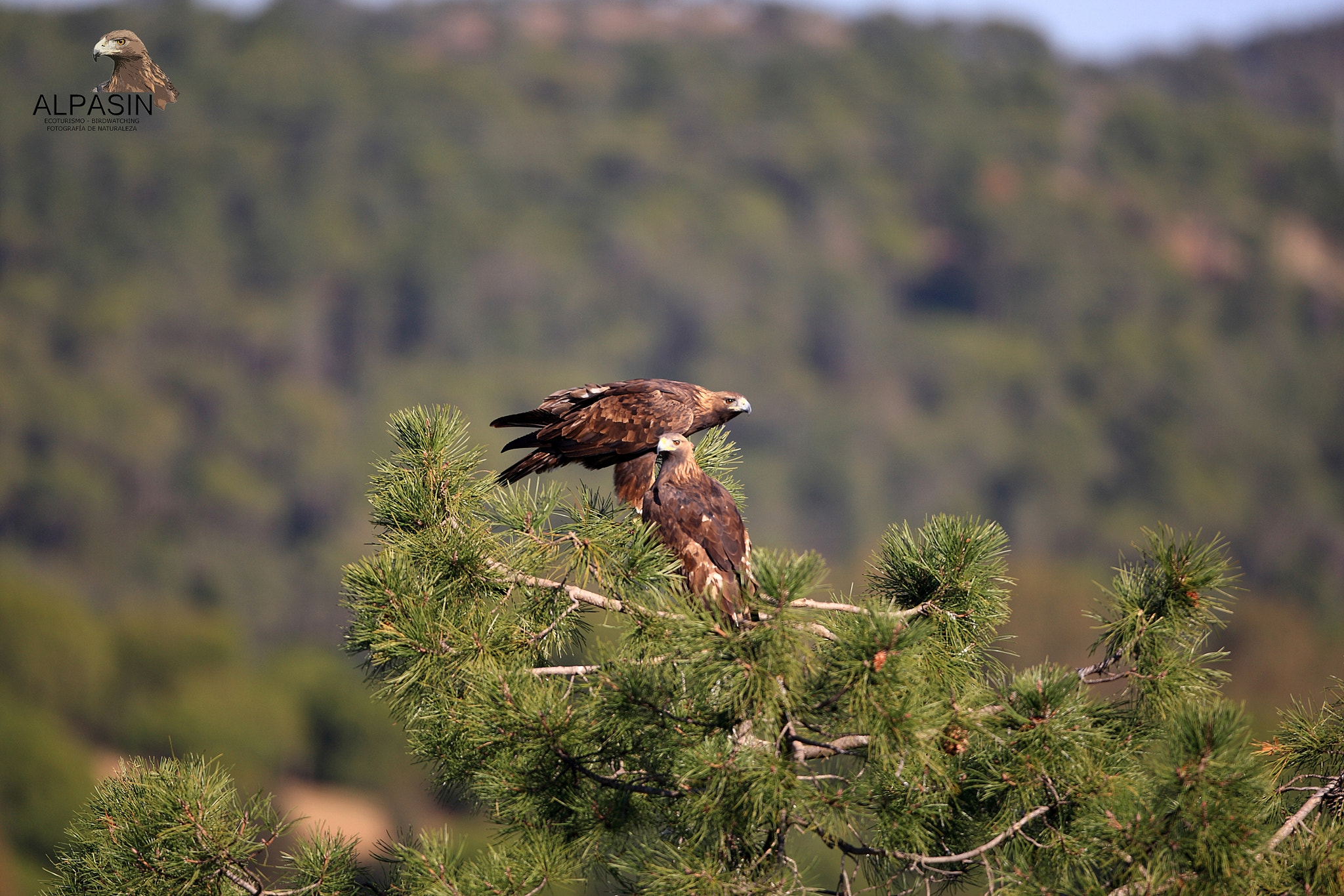 Canon EOS-1D Mark III + Canon EF 400mm F2.8L IS USM sample photo. Águila real alpasin_diciembre 2015 photography