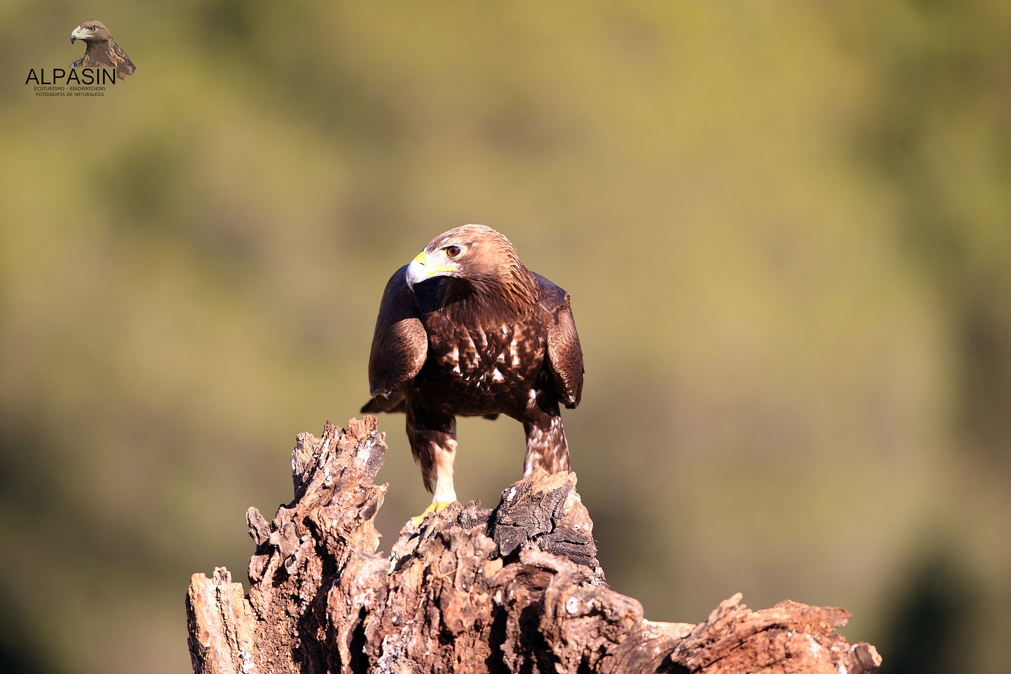 Canon EOS-1D Mark III + Canon EF 400mm F2.8L IS USM sample photo. Águila real alpasin_diciembre 2015 photography