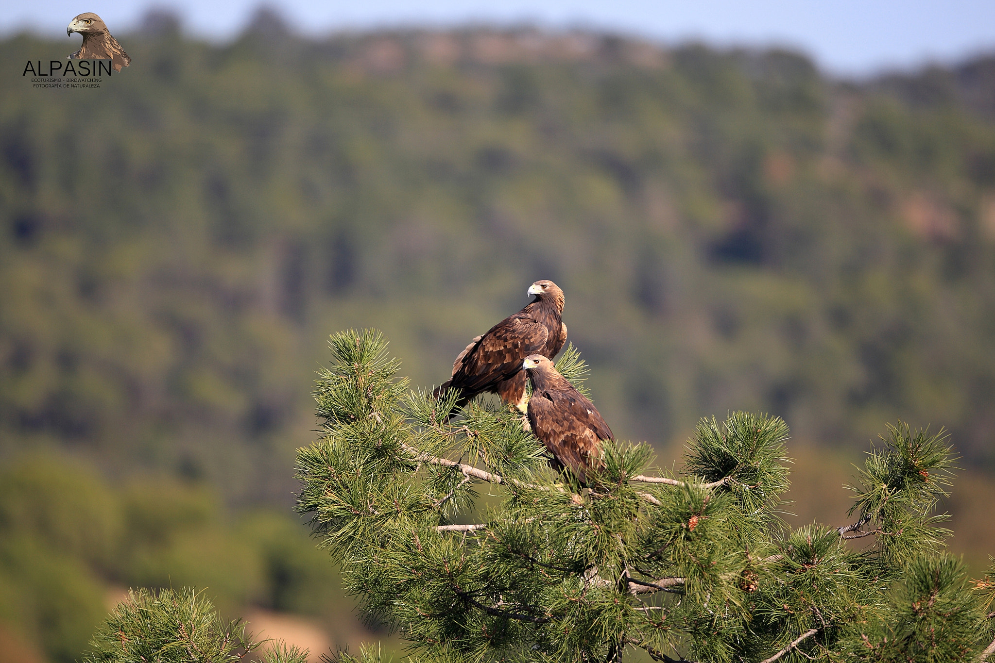 Canon EF 400mm F2.8L IS USM sample photo. Águila real alpasin_diciembre 2015 photography