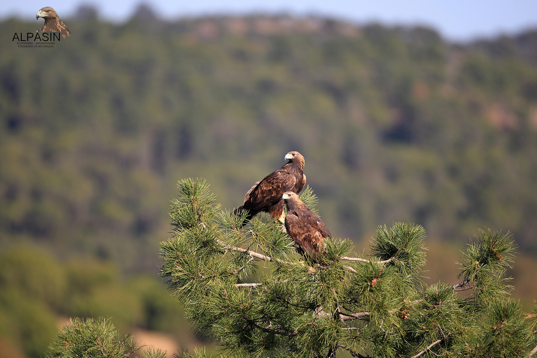 Canon EOS-1D Mark III + Canon EF 400mm F2.8L IS USM sample photo. Águila real alpasin_diciembre 2015 photography