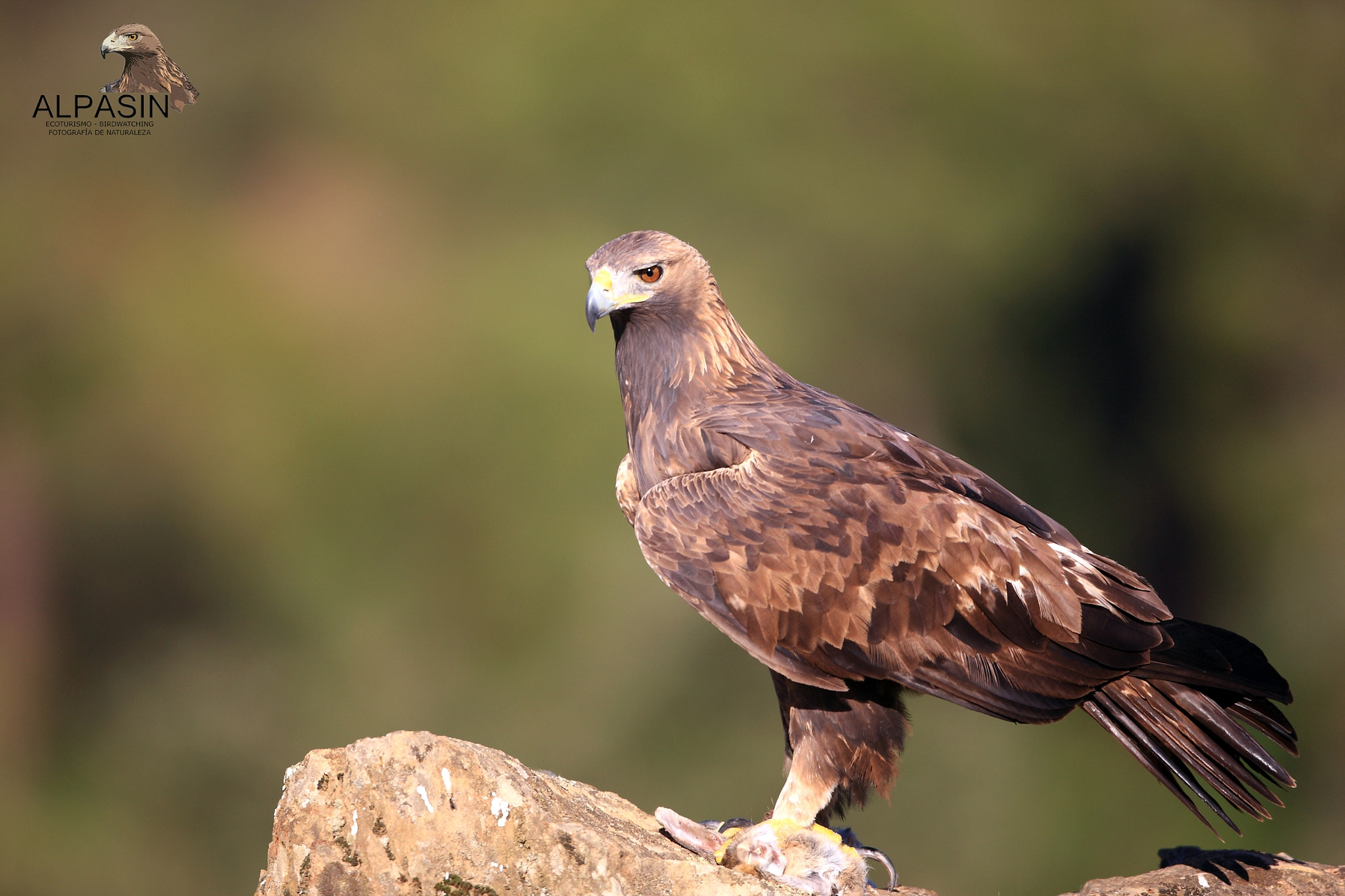 Canon EF 400mm F2.8L IS USM sample photo. Águila real alpasin_diciembre 2015 photography