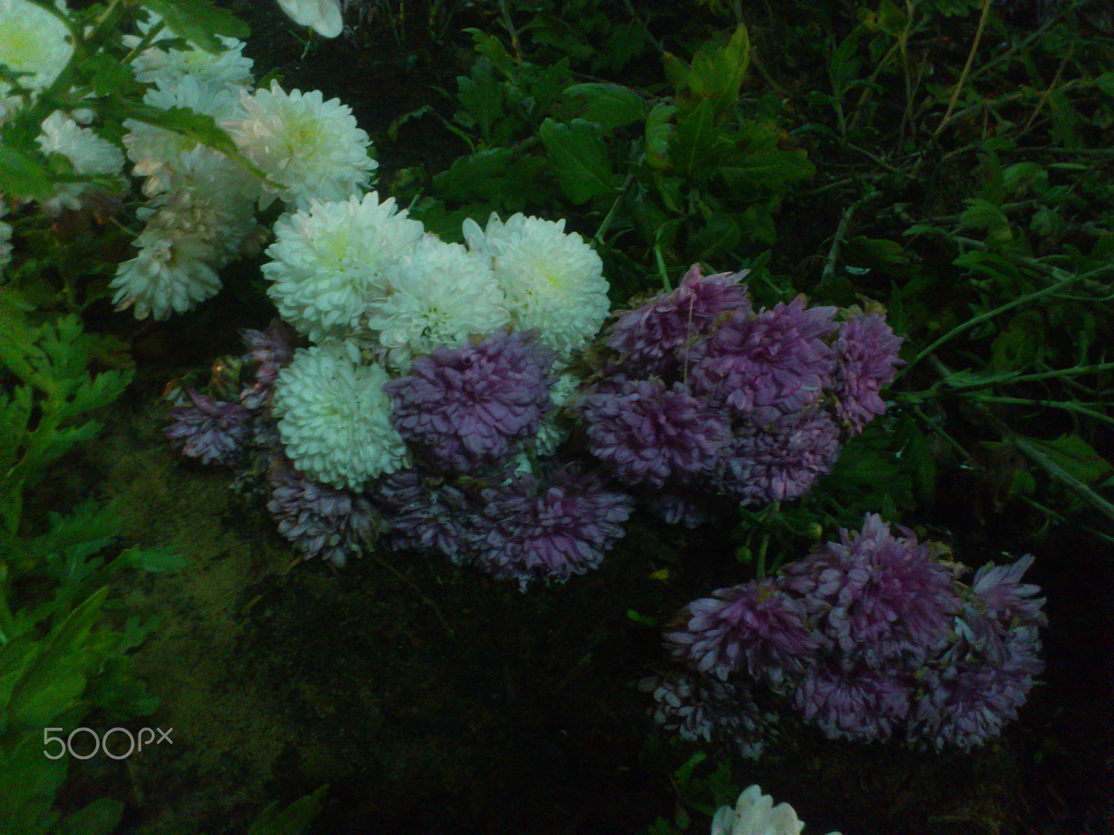 Sony Ericsson Xperia ray sample photo. Dsc_1114.jpg photography