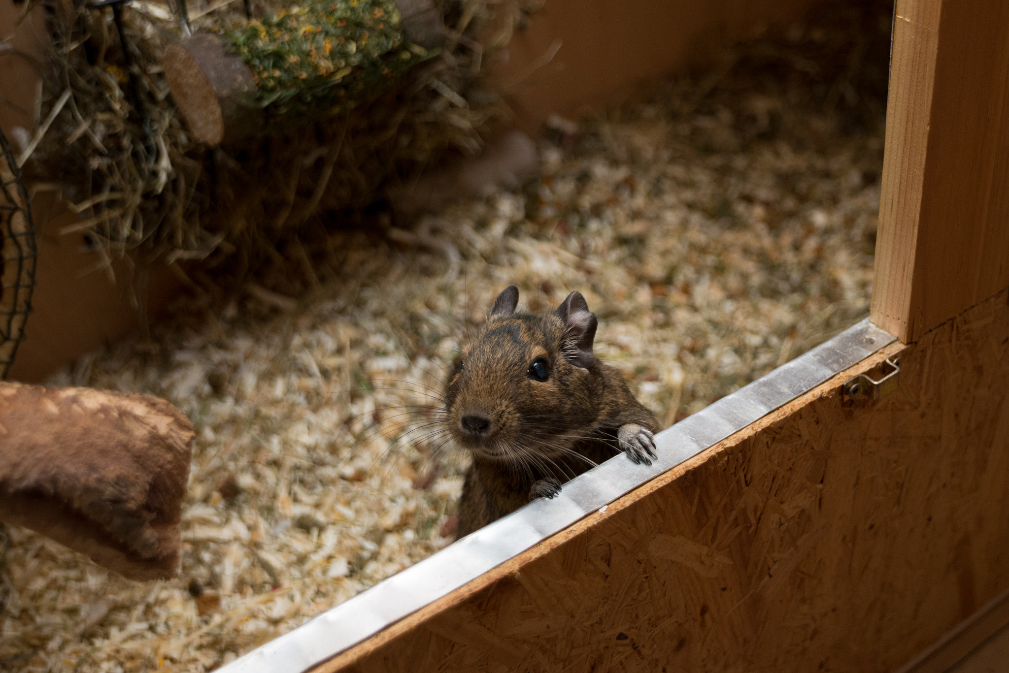 Nikon D610 + Sigma 17-35mm F2.8-4 EX Aspherical sample photo. Where´s my food? photography