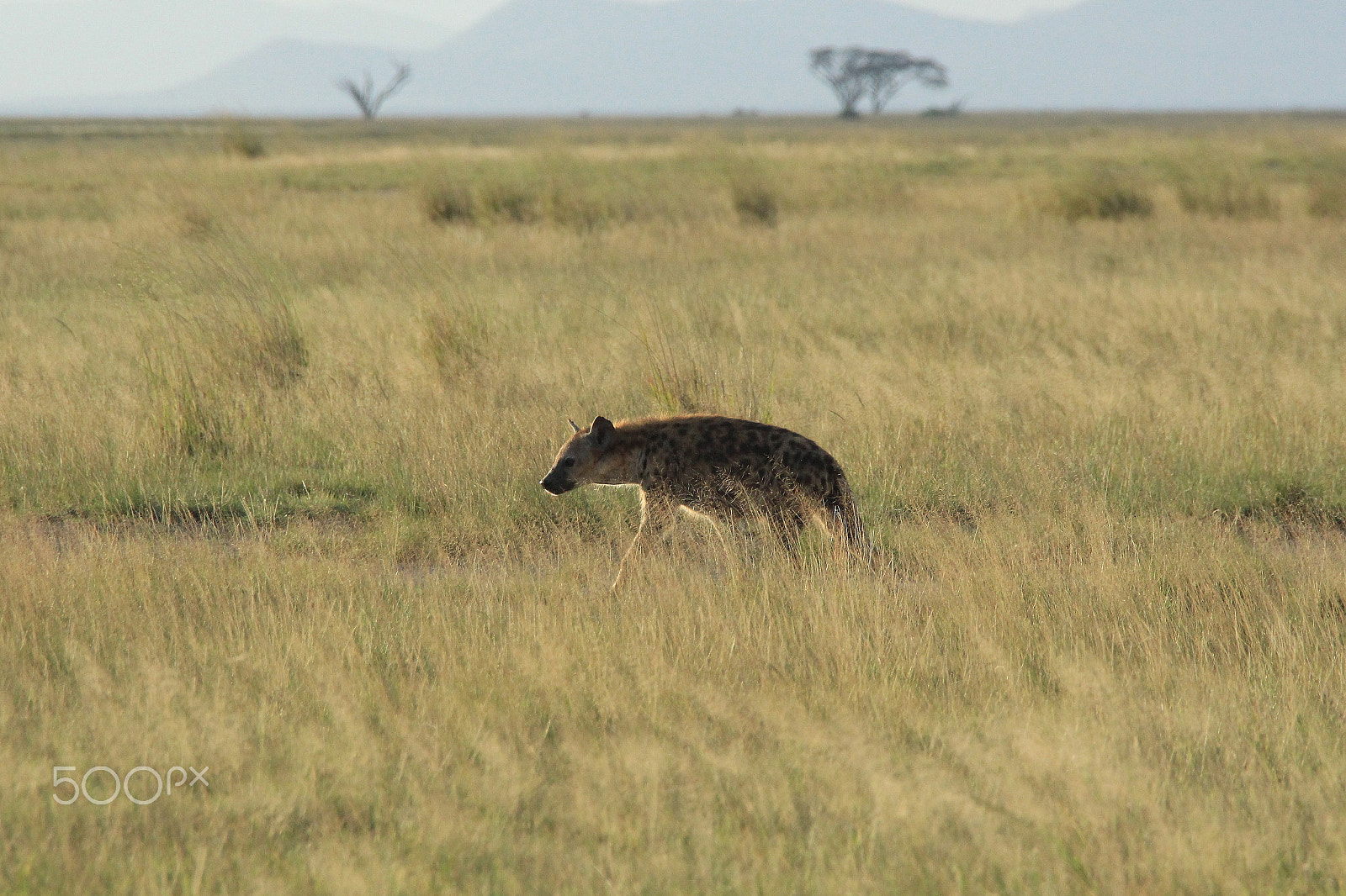 Canon EF 28-300mm F3.5-5.6L IS USM sample photo. Hyena walking through golden grass photography