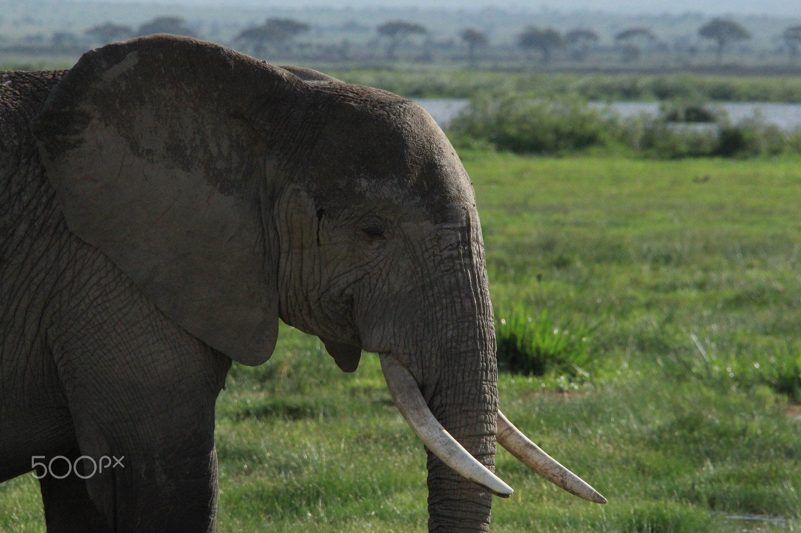 Canon EF 28-300mm F3.5-5.6L IS USM sample photo. Portrait of a young elephant photography