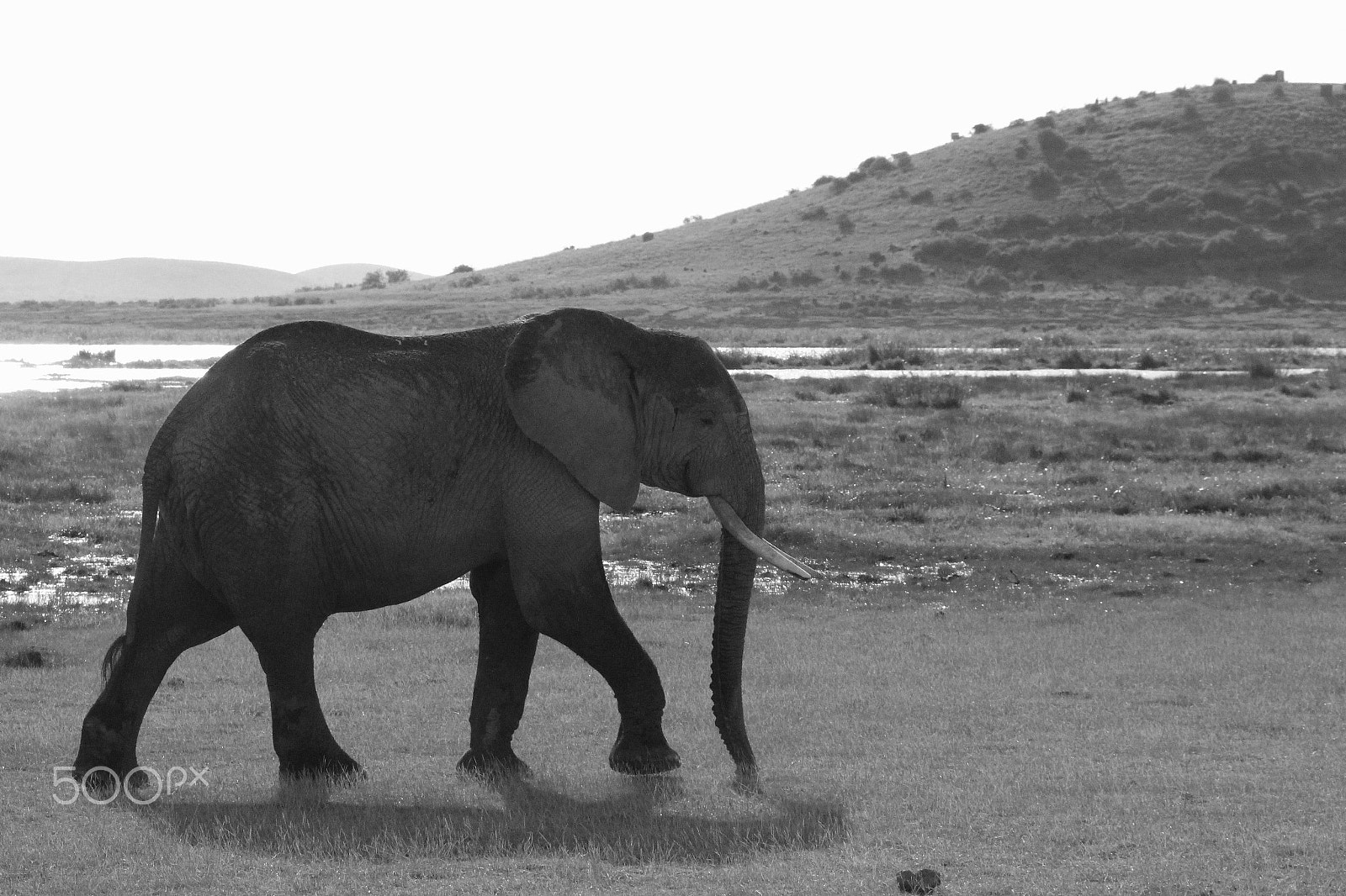 Canon EF 28-300mm F3.5-5.6L IS USM sample photo. Elephant walking passed a hill in the grasslands photography