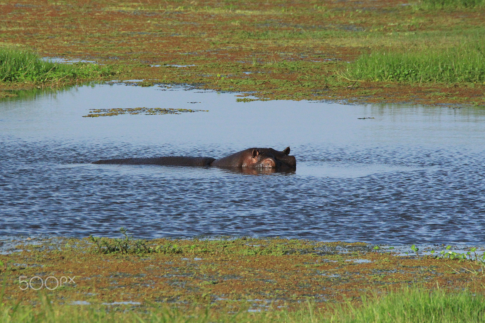 Canon EF 28-300mm F3.5-5.6L IS USM sample photo. Hippo peaking out of a waterhole photography