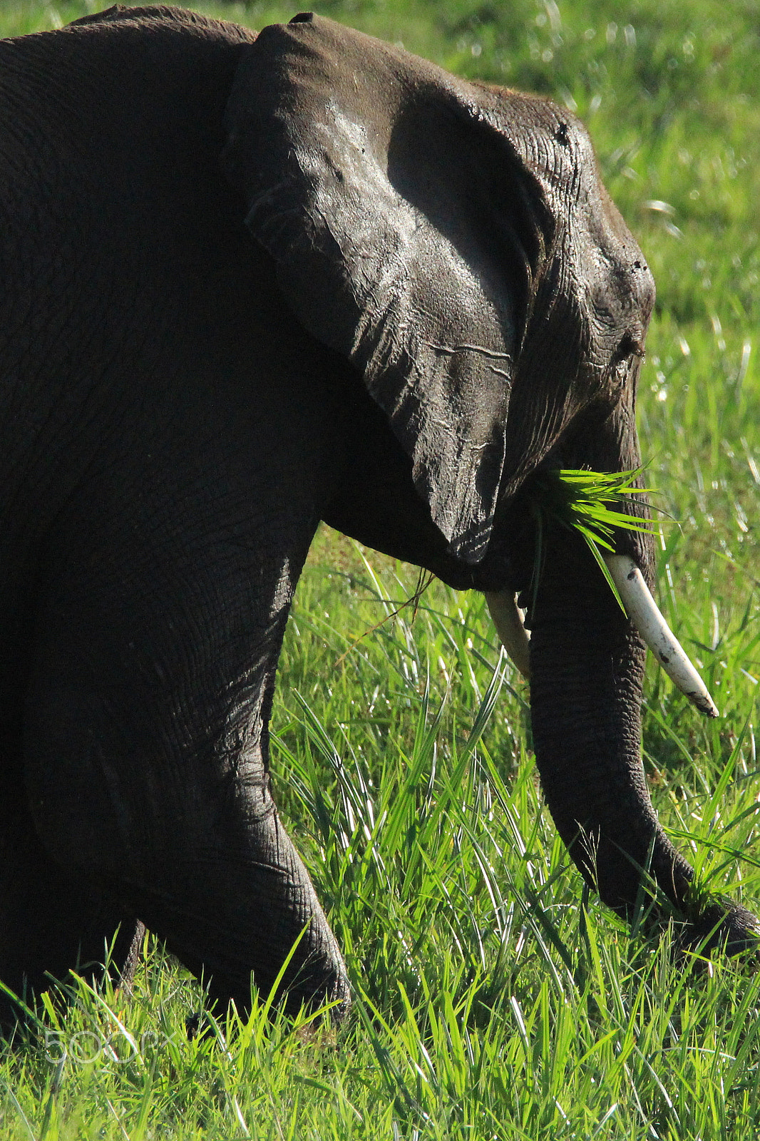 Canon EF 28-300mm F3.5-5.6L IS USM sample photo. Elephant munching on grass photography