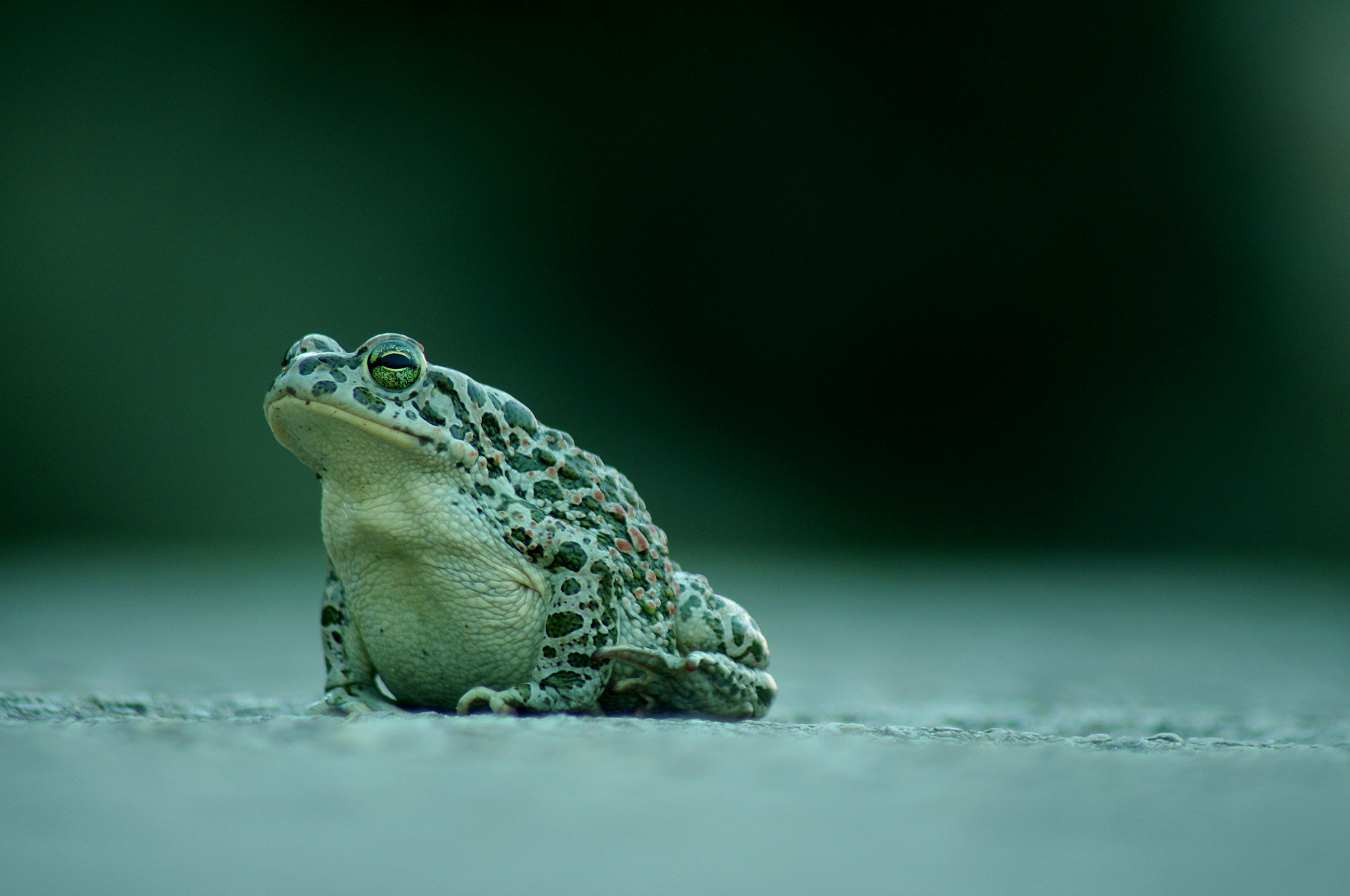 Pentax K-x sample photo. Toad photography