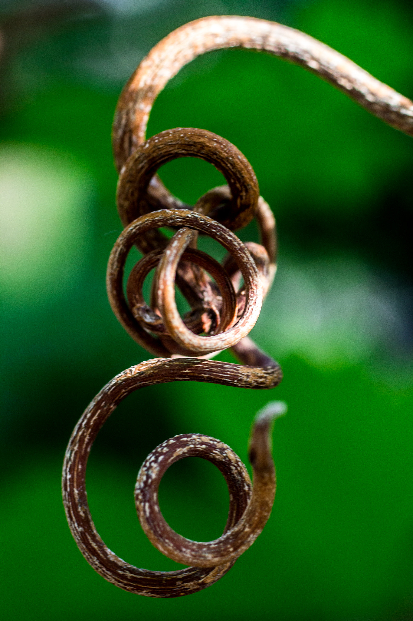 Canon EF 50mm F2.5 Macro sample photo. Vid santiago i (de ) photography