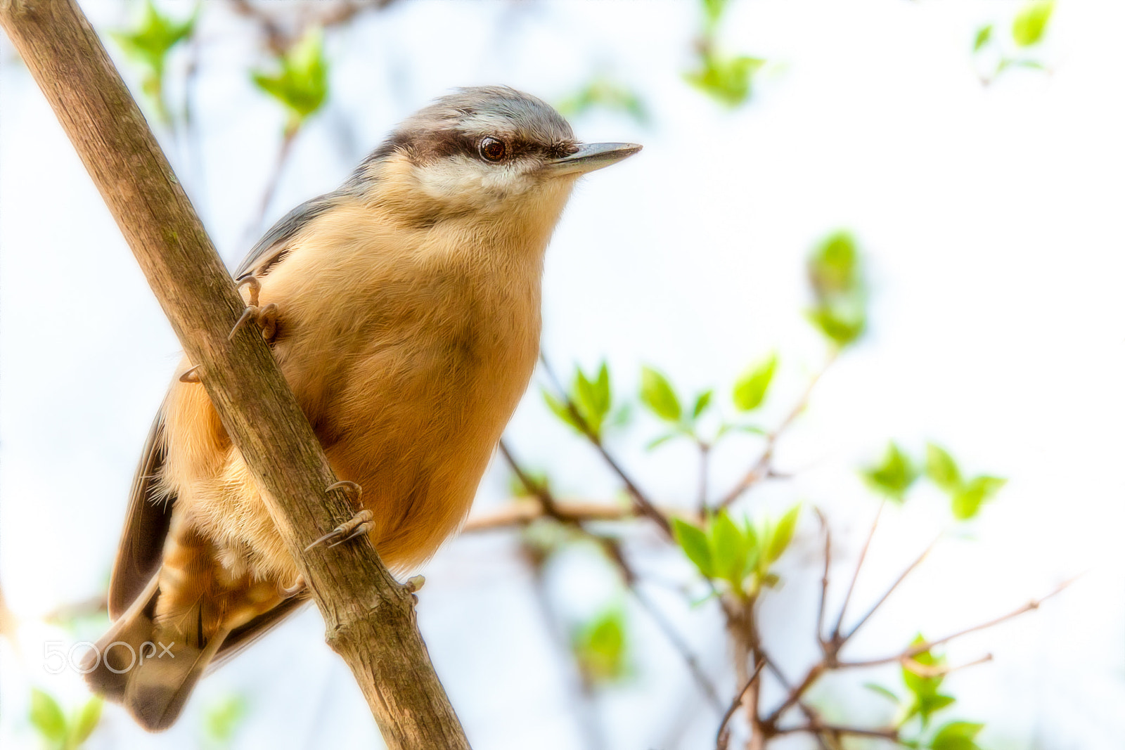 Sigma 70-200mm F2.8 EX DG OS HSM sample photo. On the hunt photography