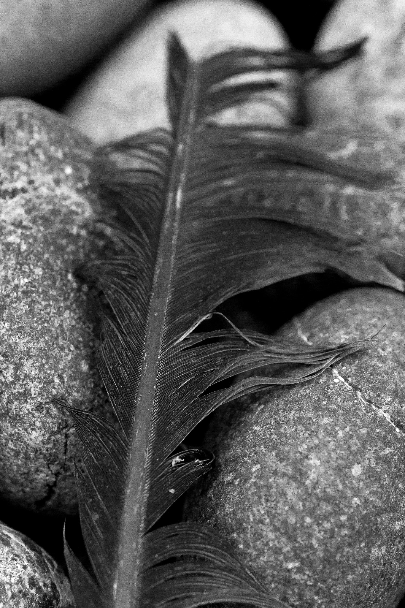 Canon EF 50mm F2.5 Macro sample photo. Pluma lima i (de ) photography