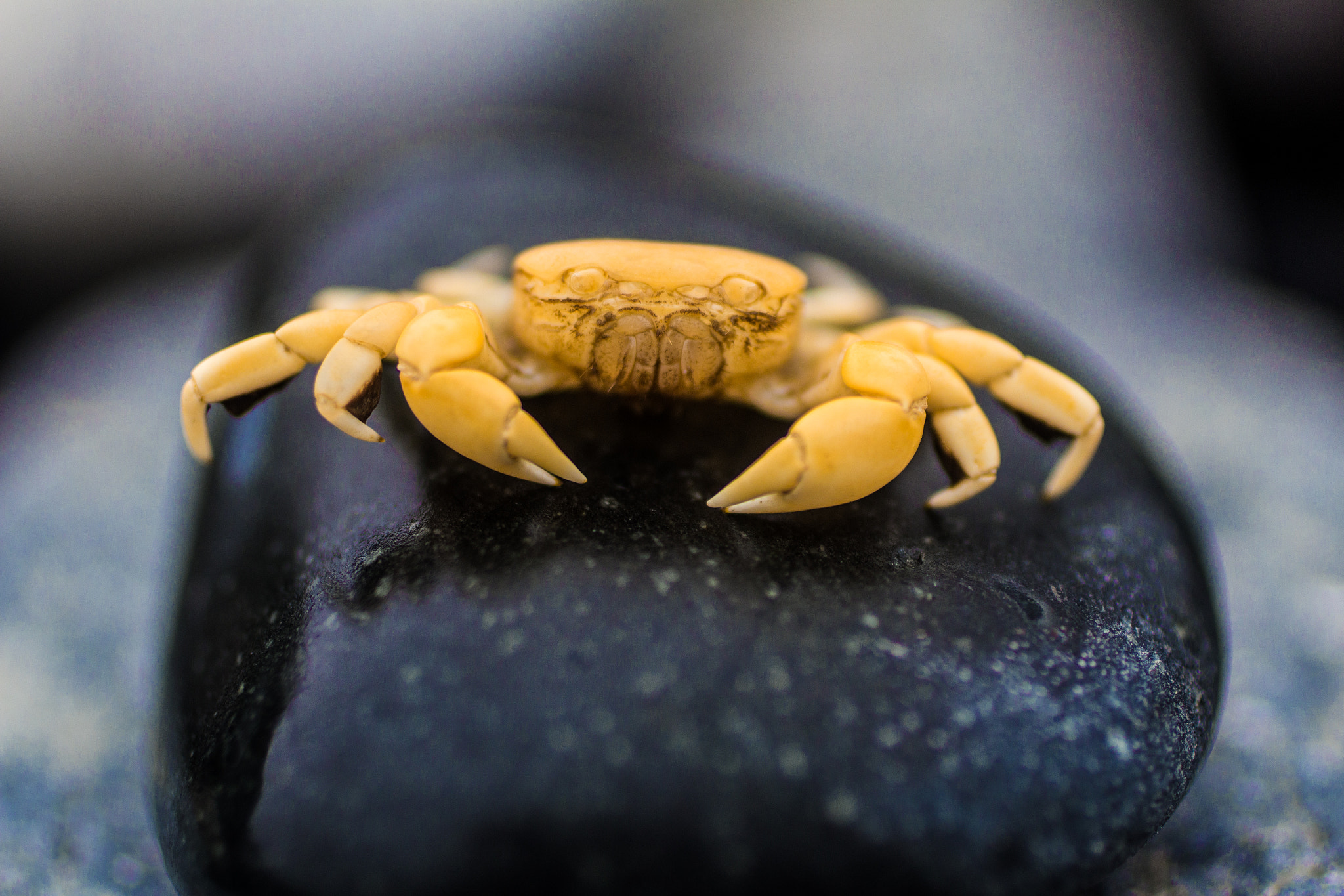 Canon EF 50mm F2.5 Macro sample photo. Cangrejo lima i (de ) photography