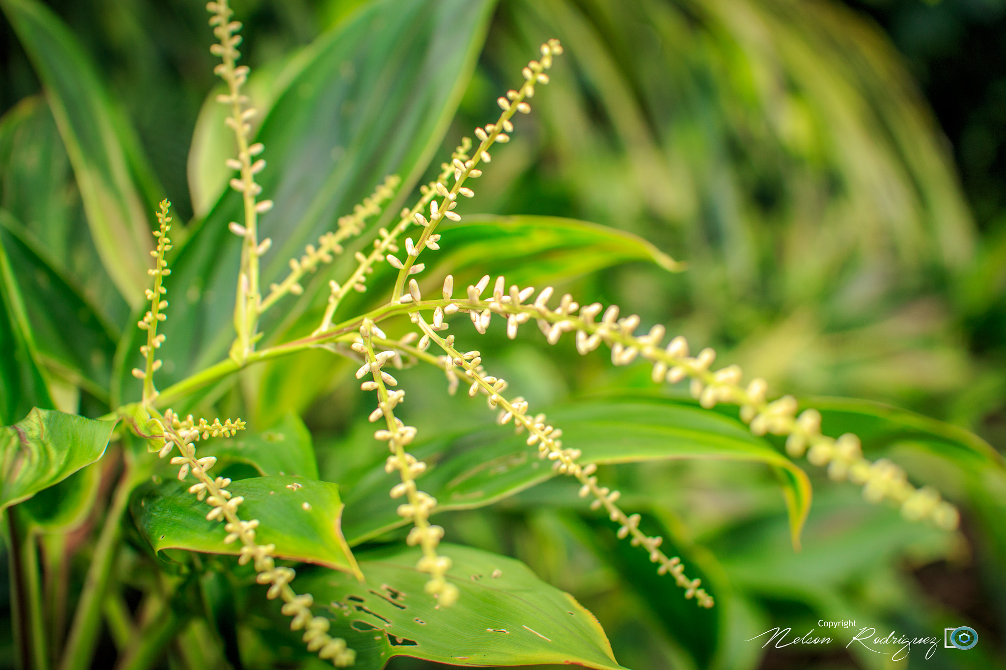 Sigma 30mm F1.4 EX DC HSM sample photo. Flowers photography