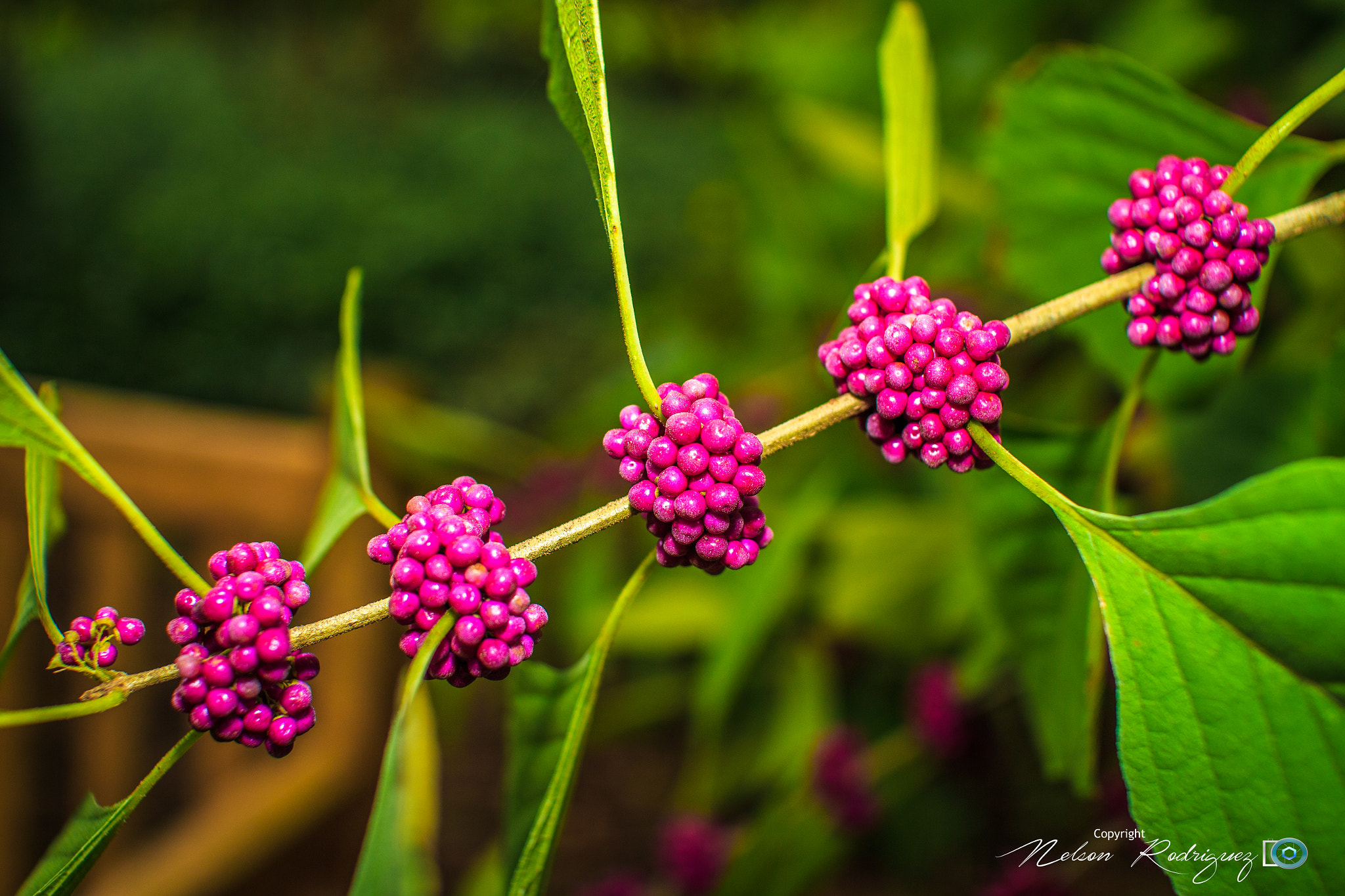 Sigma 30mm F1.4 EX DC HSM sample photo. Flowers photography