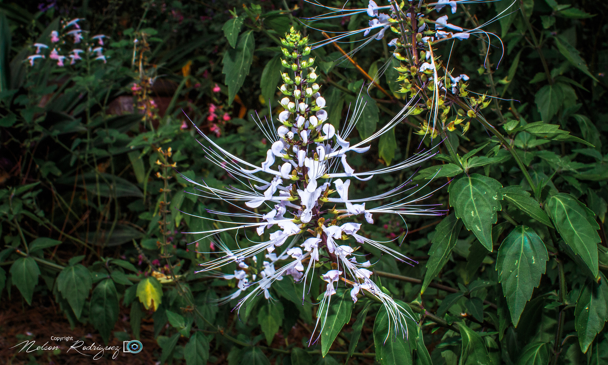 Sigma 30mm F1.4 EX DC HSM sample photo. Flowers photography