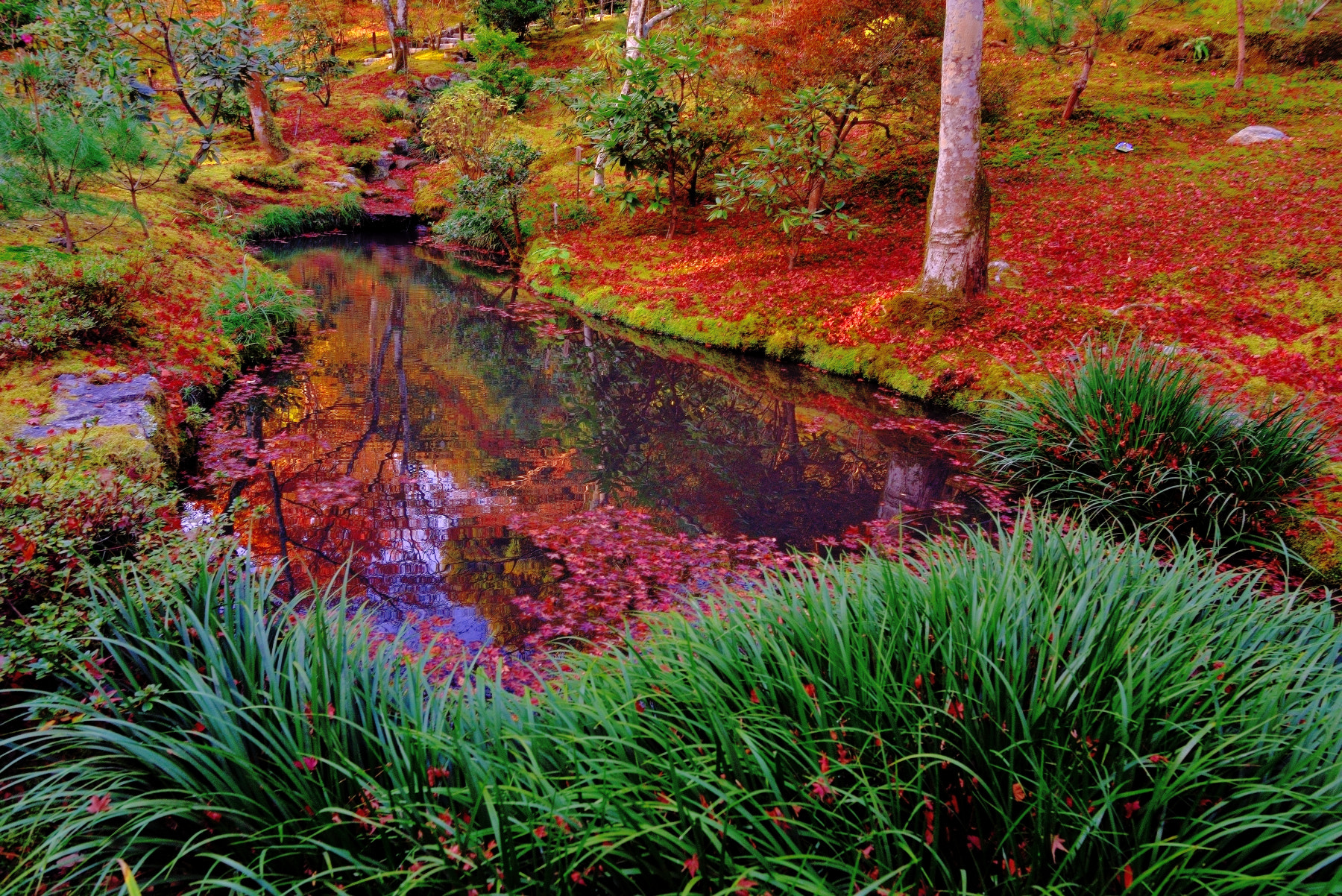 Nikon D600 + Sigma 24mm F1.8 EX DG Aspherical Macro sample photo. Beautiful autumleaves in tenryuji.  kyoto photography