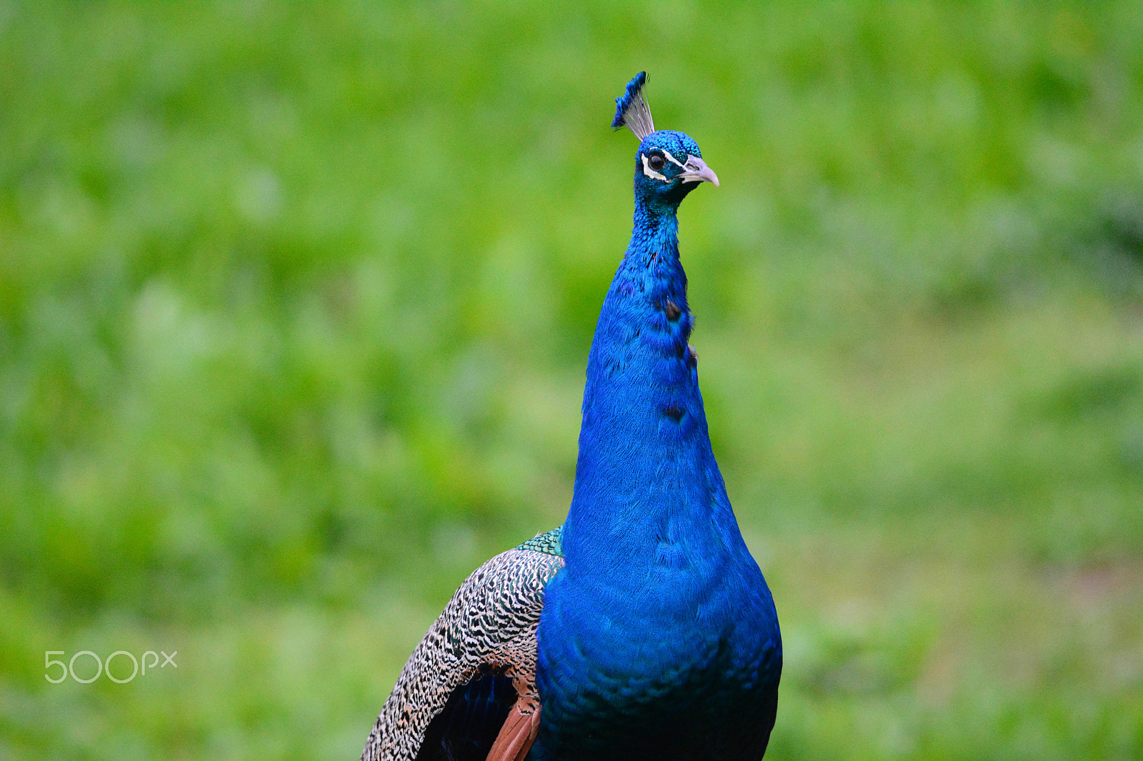 Nikon AF-S Nikkor 300mm F4D ED-IF sample photo. Peacock photography