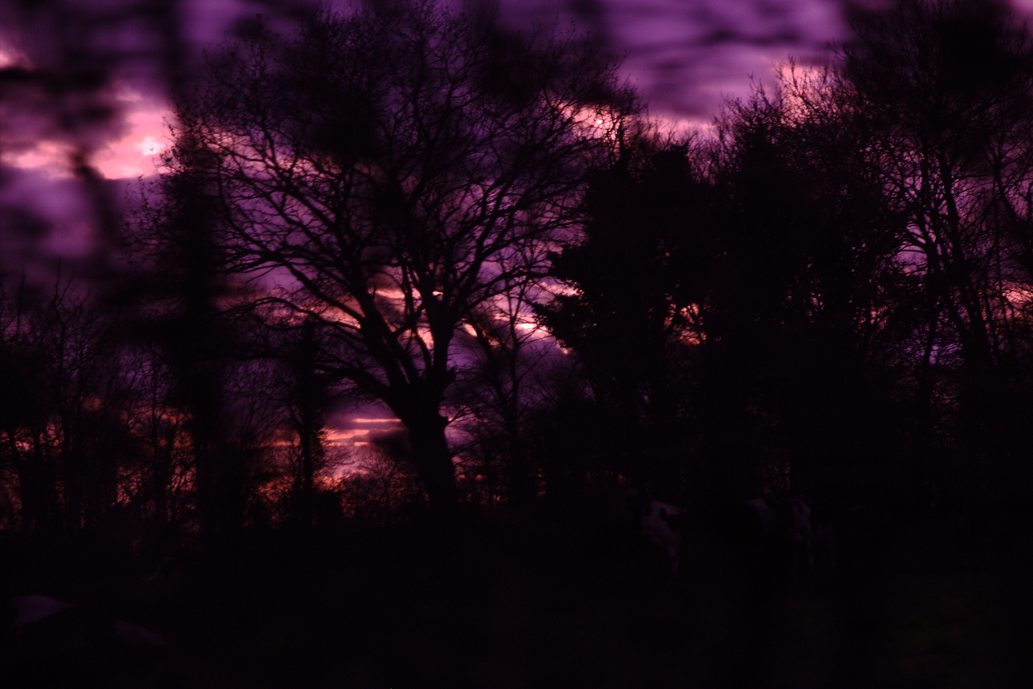 Canon EF 28-80mm f/2.8-4L sample photo. Forest photography