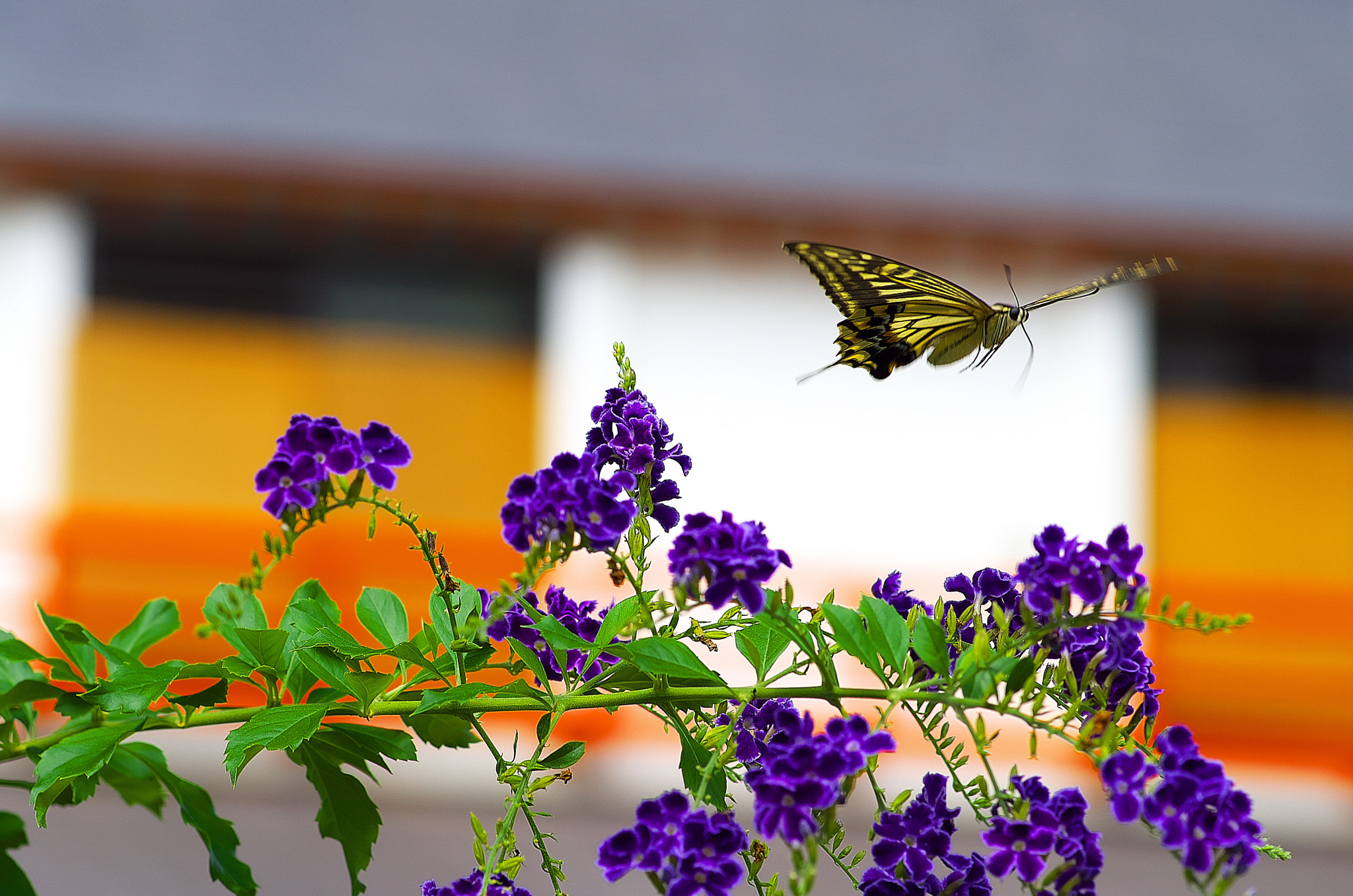 Pentax smc D-FA 100mm F2.8 Macro WR sample photo. Butterfly to fly photography