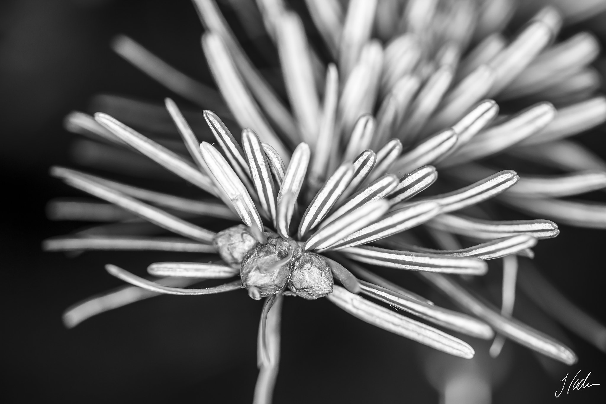 Canon EF-S 60mm F2.8 Macro USM sample photo. Christmas details photography