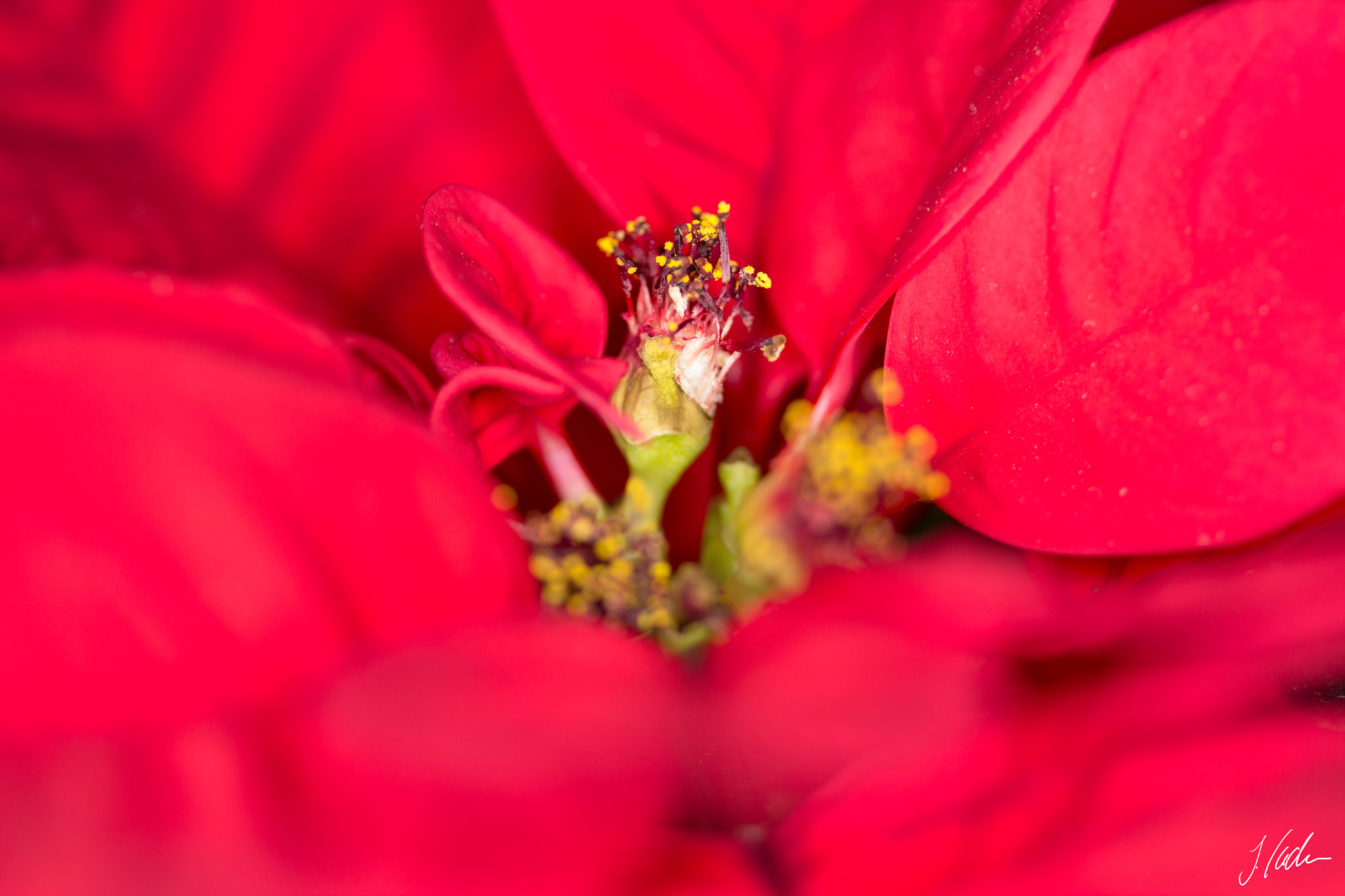 Canon EF-S 60mm F2.8 Macro USM sample photo. Christmas flower photography