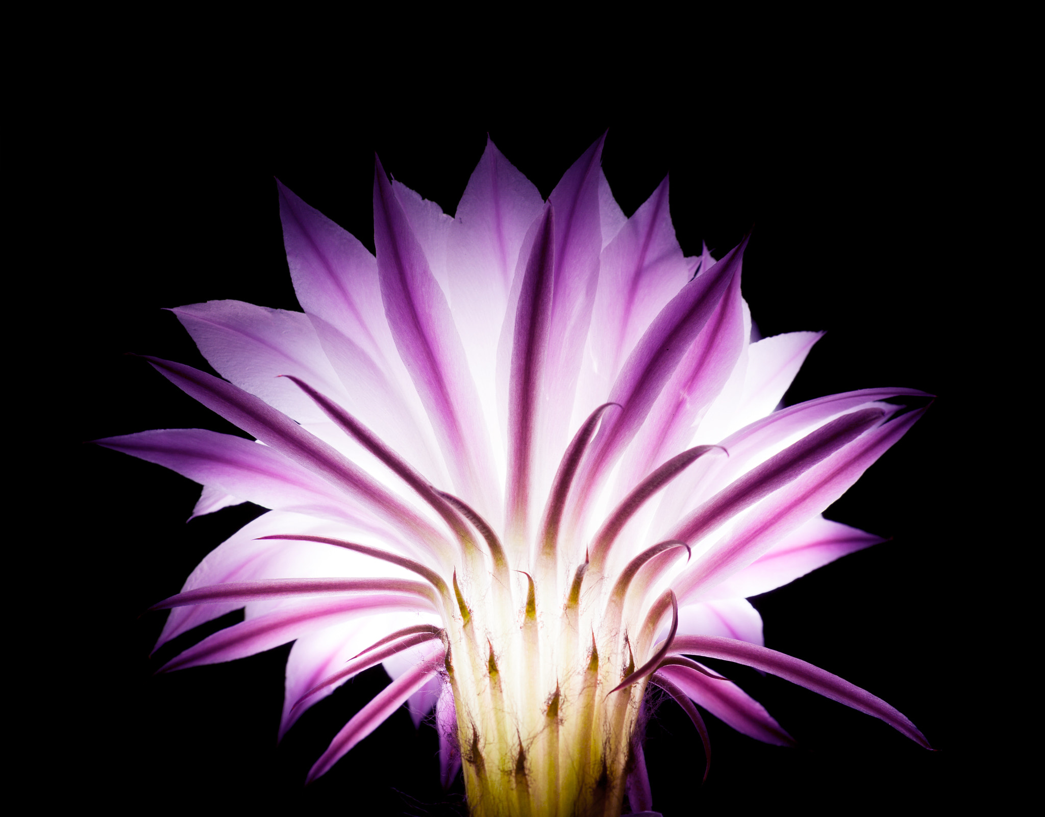 Sigma 105mm F2.8 EX DG OS HSM sample photo. Flower photography