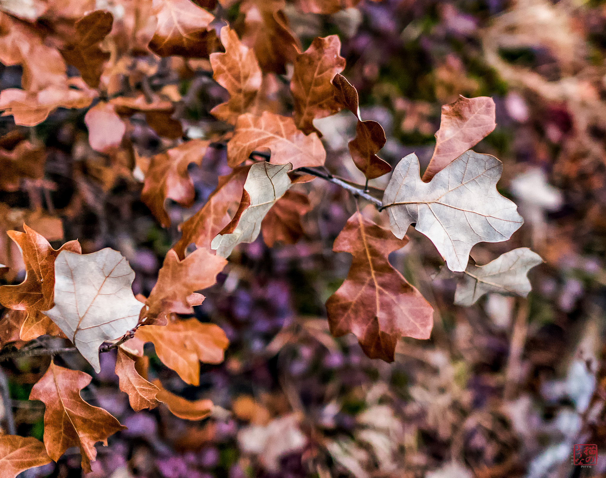 Sony Sonnar T* E 24mm F1.8 ZA sample photo. Oak tones photography