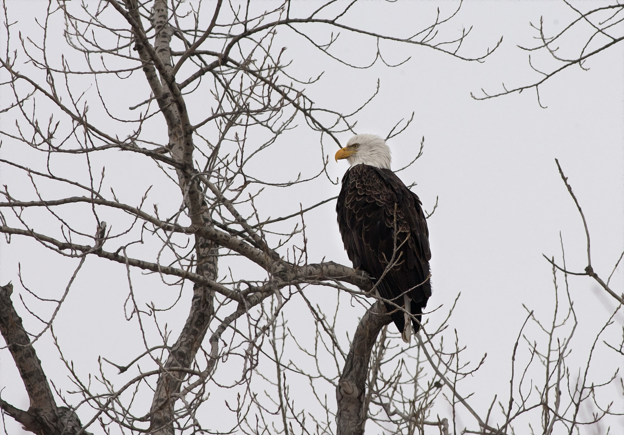 Canon EOS-1D Mark II N + Canon EF 400mm F5.6L USM sample photo. Bald eagle on christmas day shot photography