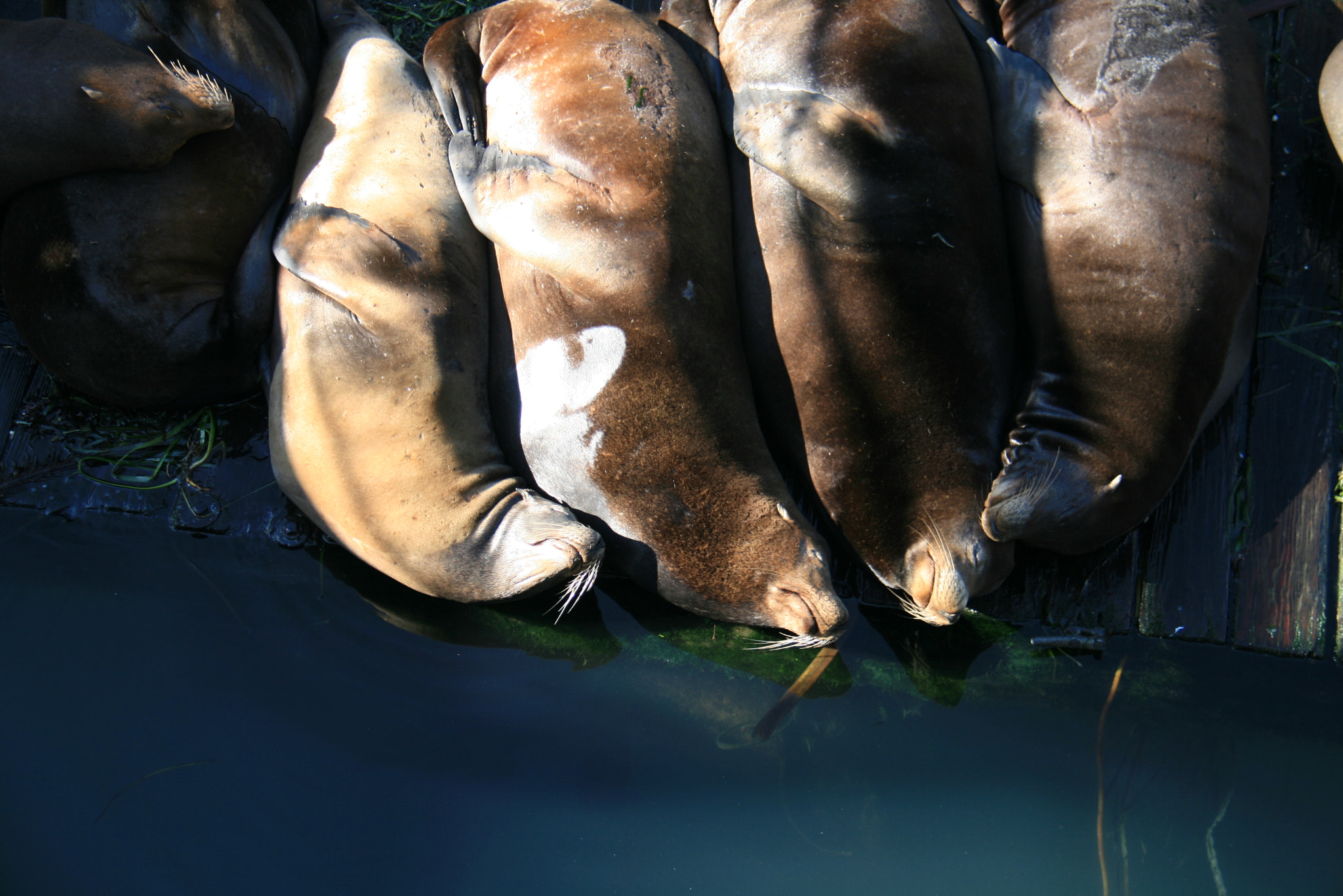 Canon EOS 400D (EOS Digital Rebel XTi / EOS Kiss Digital X) + Canon EF-S 18-200mm F3.5-5.6 IS sample photo. Sunbathing sea lions photography