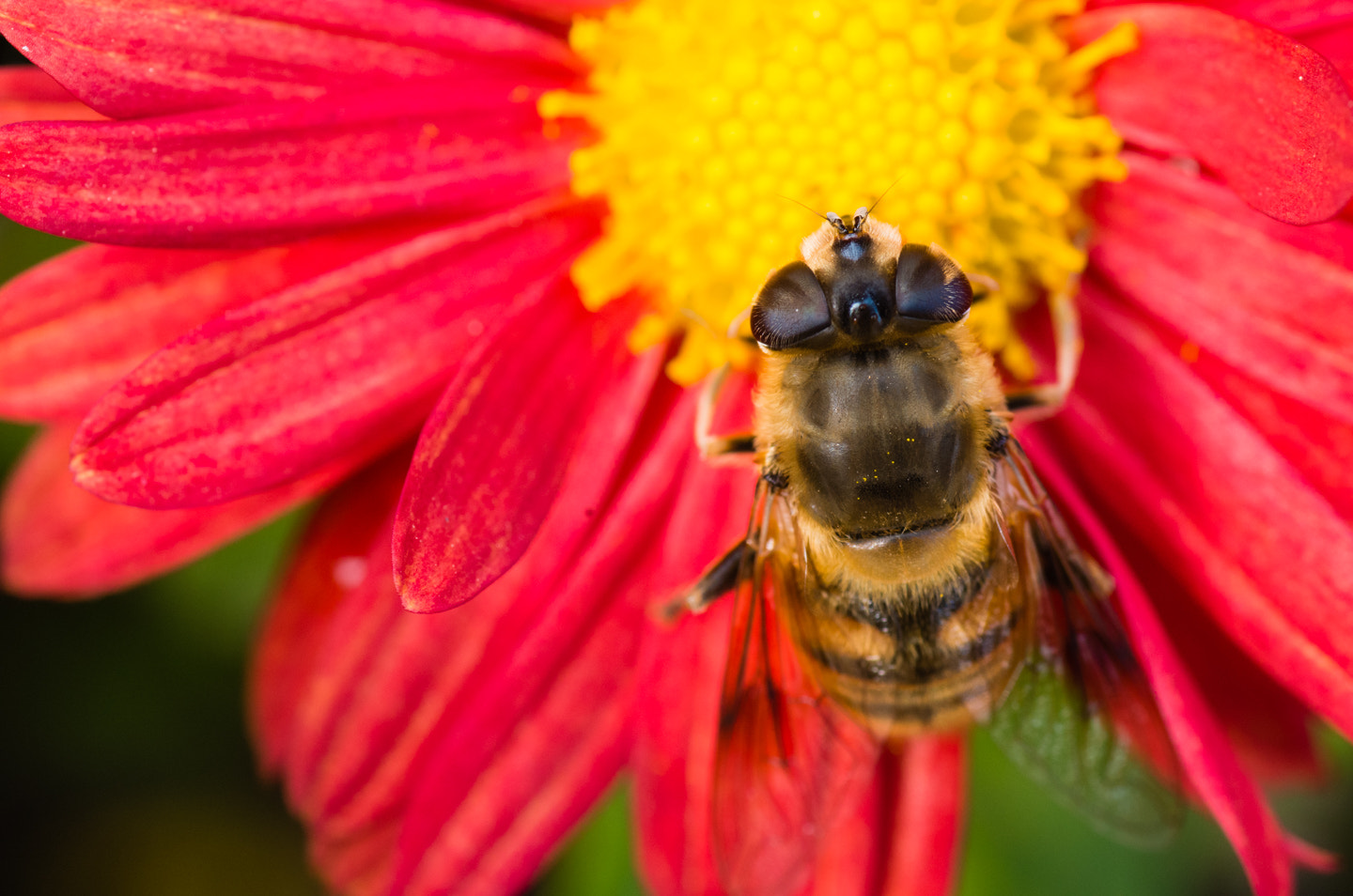 Tamron SP AF 90mm F2.8 Di Macro sample photo. Bee photography
