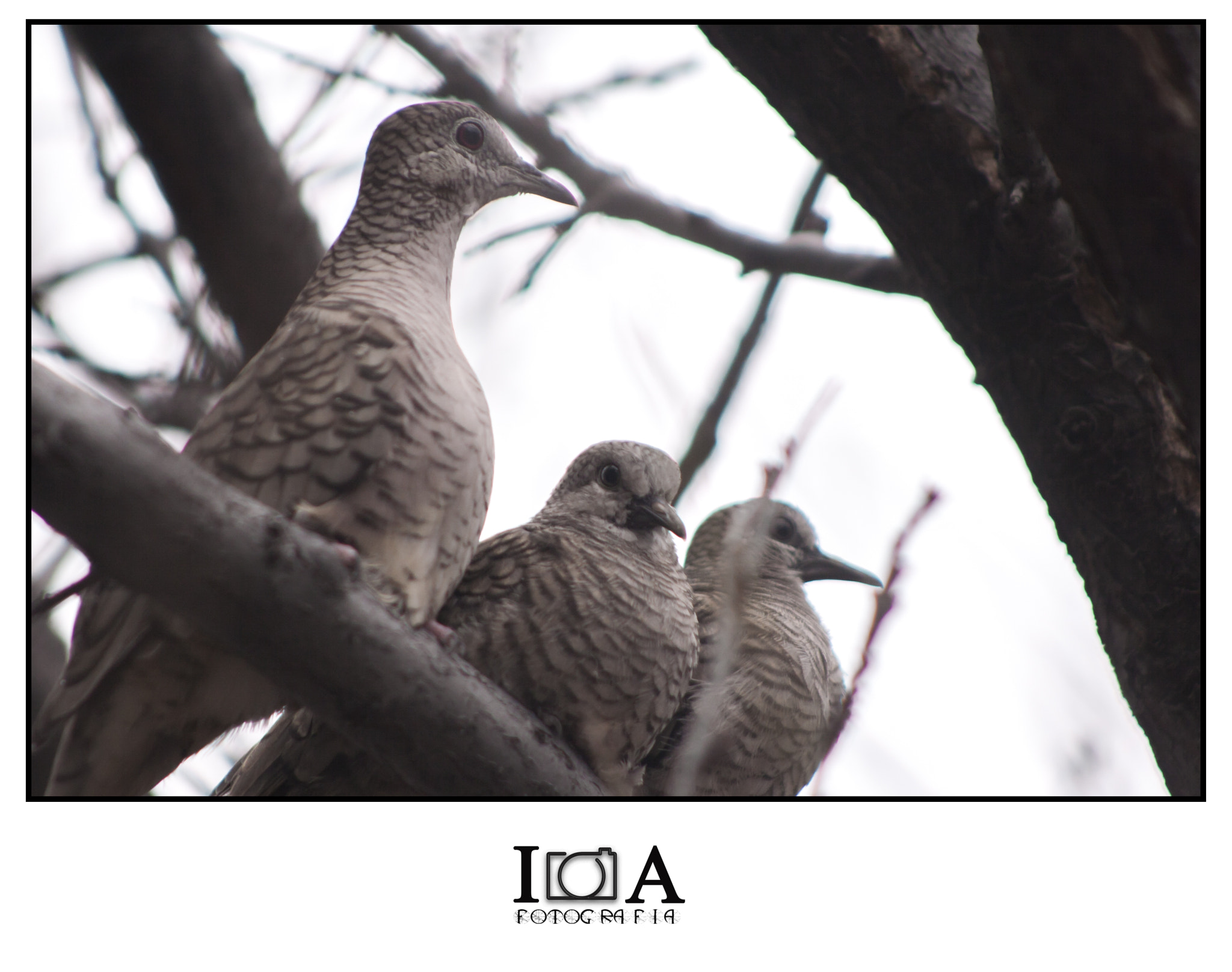 Canon EOS 30D + EF75-300mm f/4-5.6 sample photo. Torcacita photography