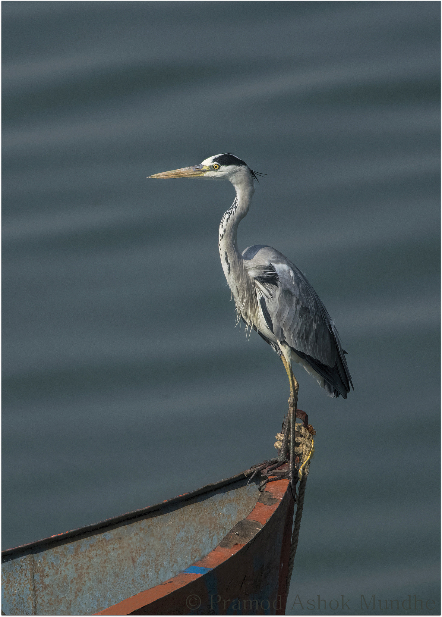Nikon D5300 + Nikon AF-S Nikkor 300mm F4D ED-IF sample photo. Grey heron.. photography