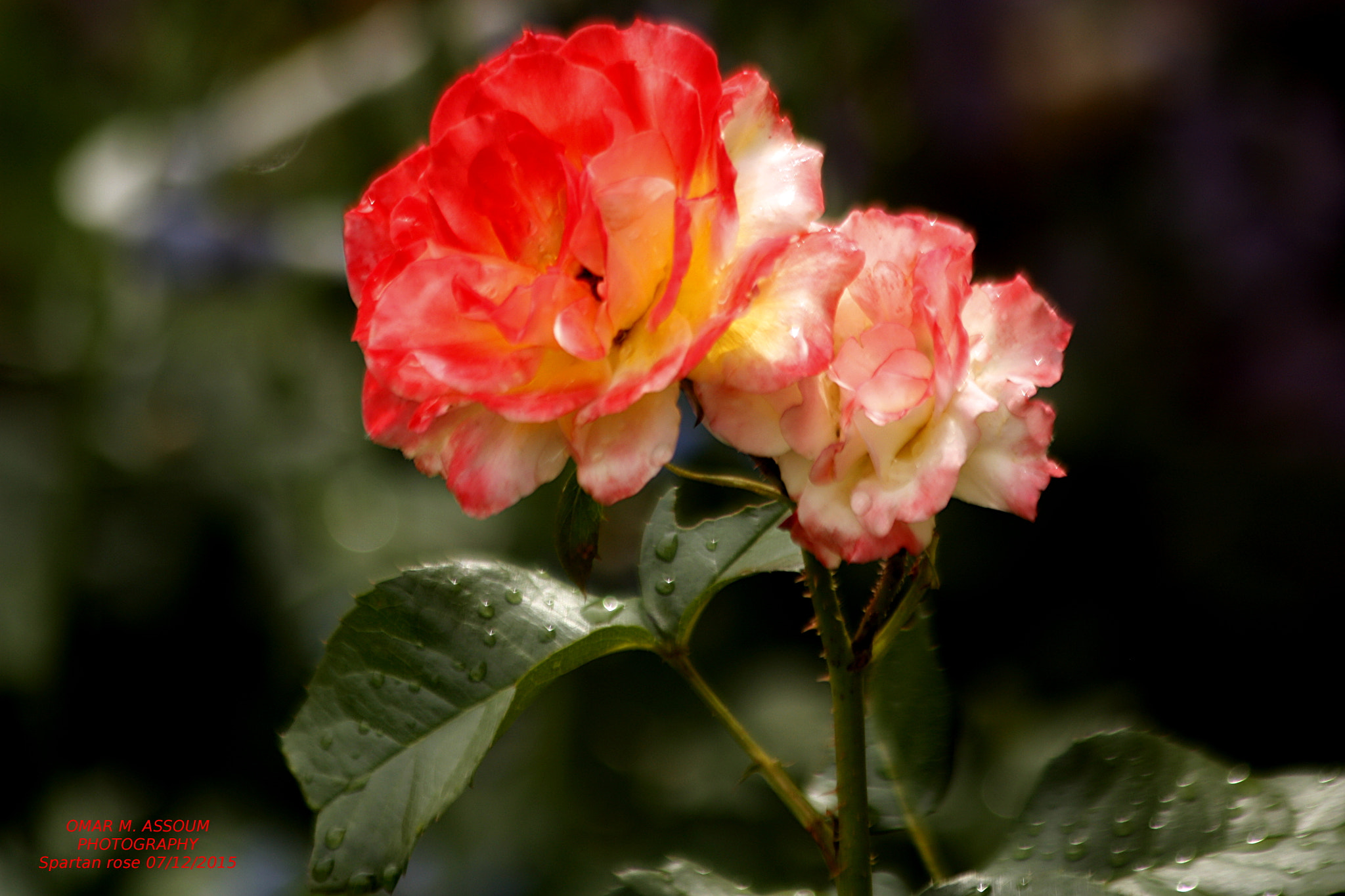 Canon EF 75-300mm F4.0-5.6 IS USM sample photo. Spartan rose in bloom photography