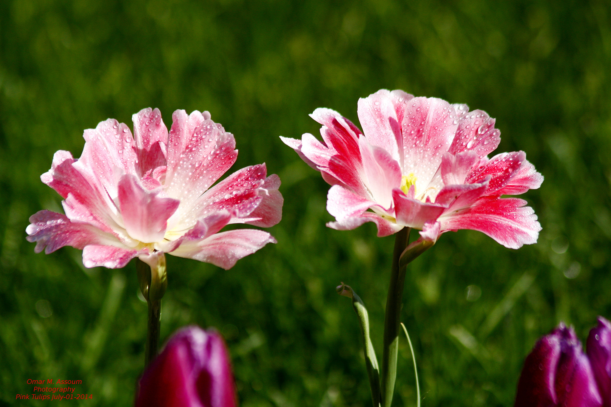 Canon EF 75-300mm F4.0-5.6 IS USM sample photo. Pink tulips photography
