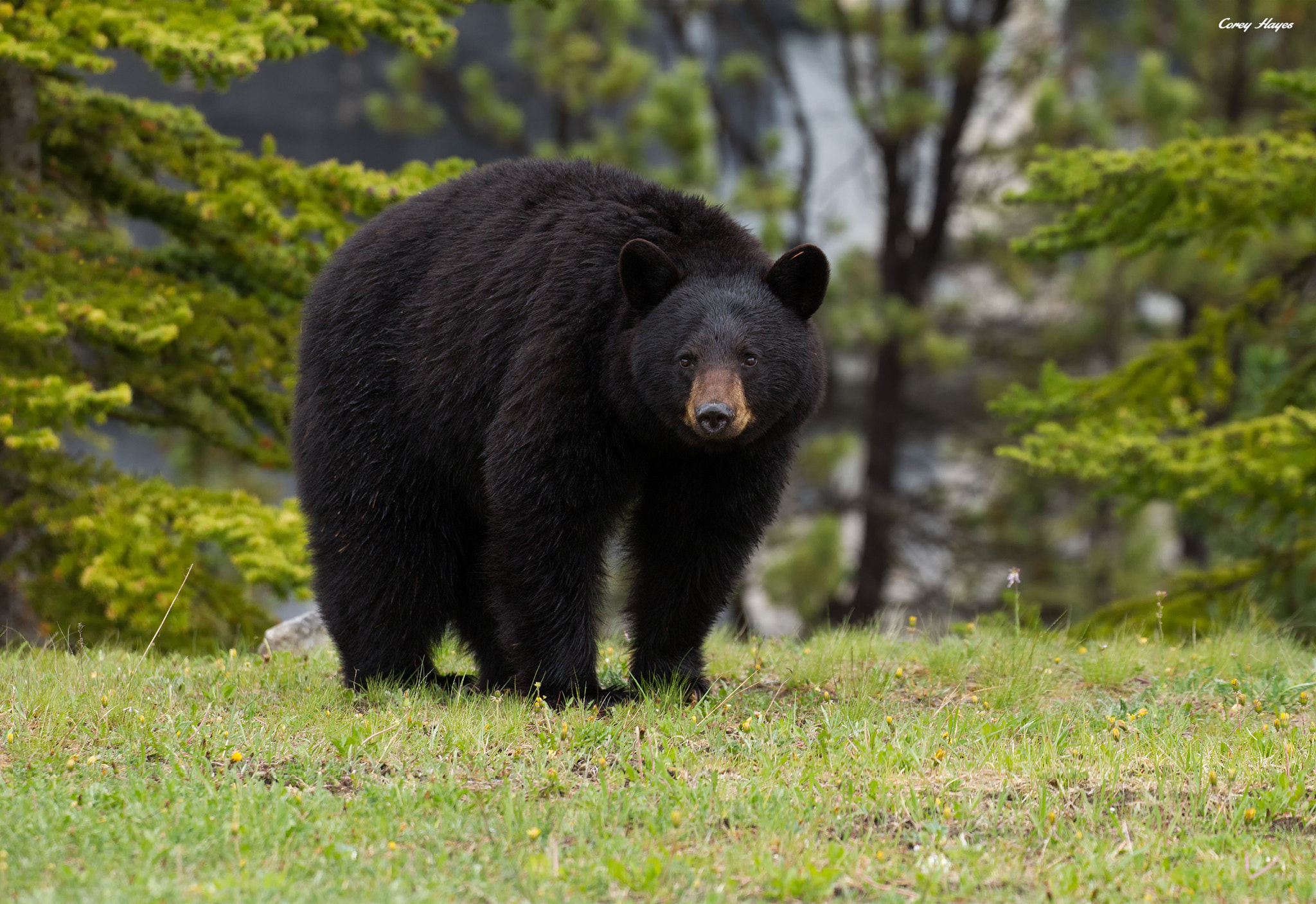 Canon EF 100-400mm F4.5-5.6L IS II USM sample photo. Black bear photography