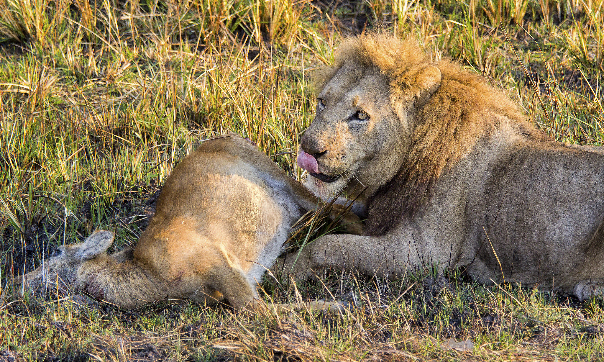 Canon EF 70-200mm F4L IS USM sample photo. Africa edit photography