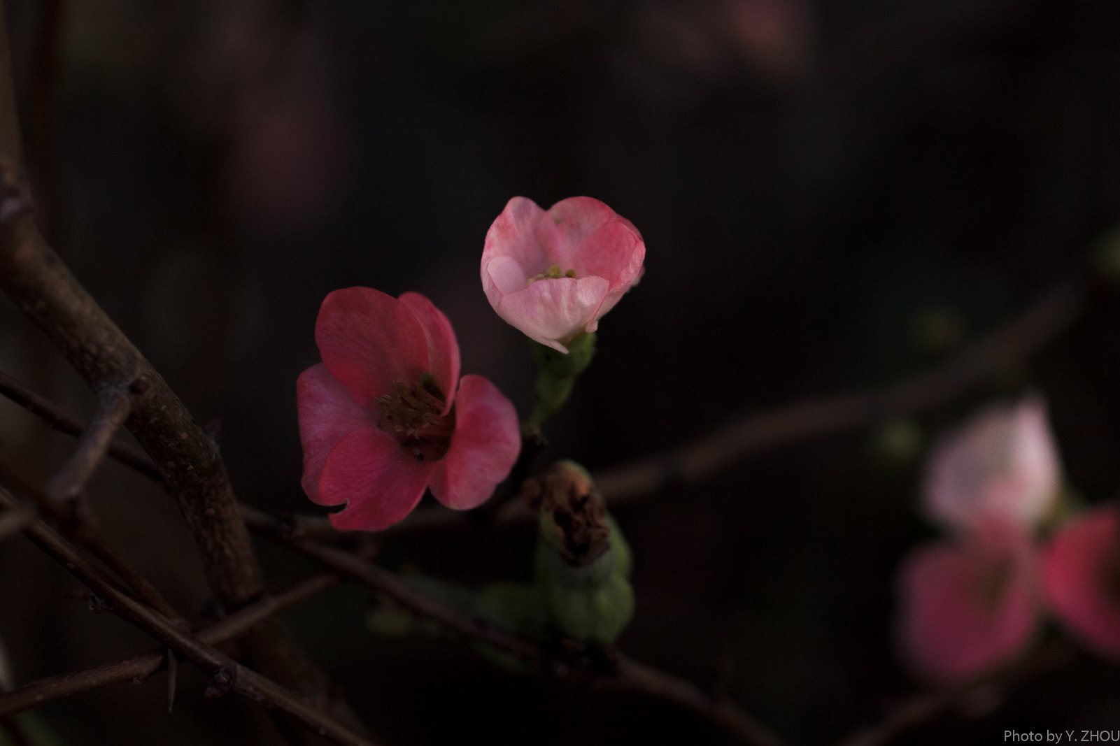 Canon EOS 60D + Sigma 50mm f/2.8 EX sample photo. Blooming in the dark photography