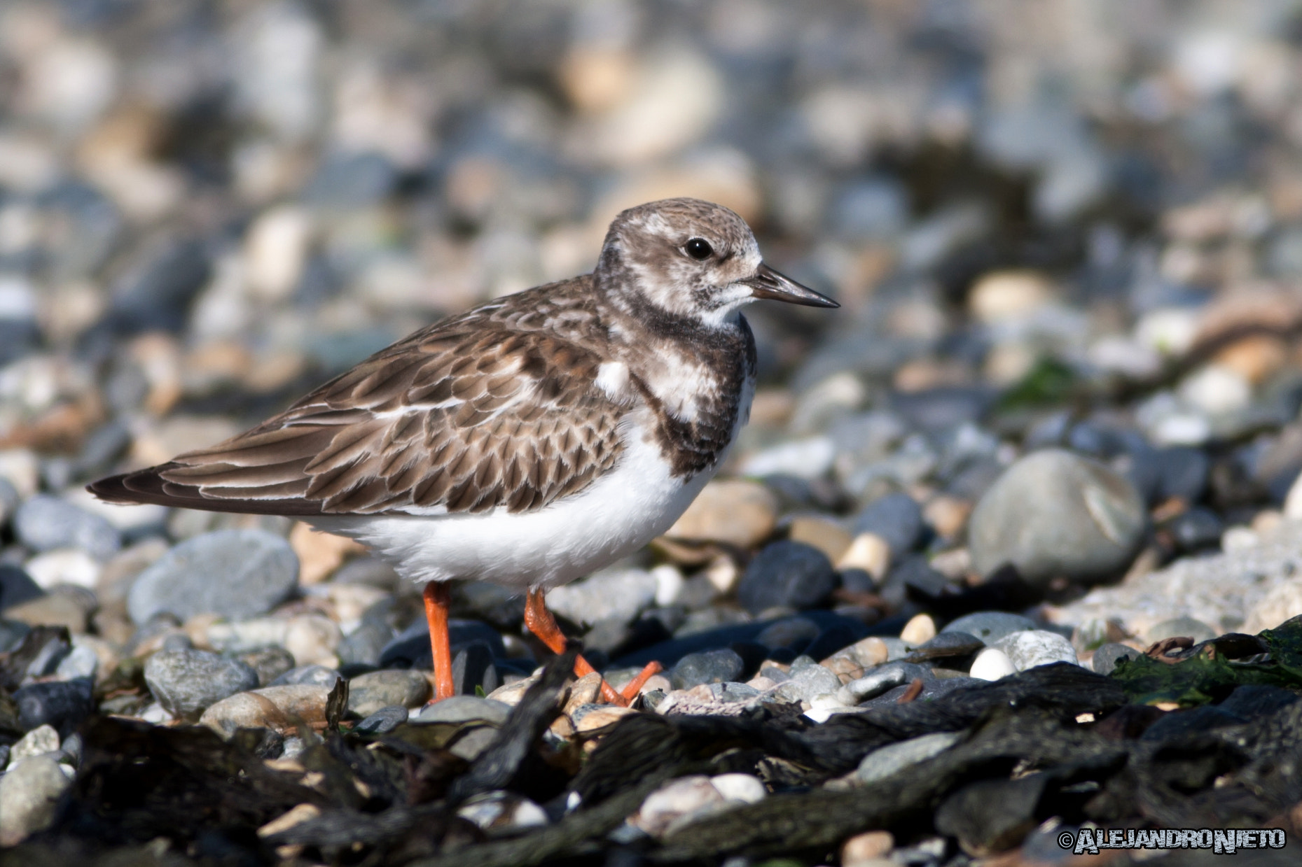 Canon EF 400mm f/2.8L sample photo. Vuelvepiedras rojizo (arenaria interpres) photography