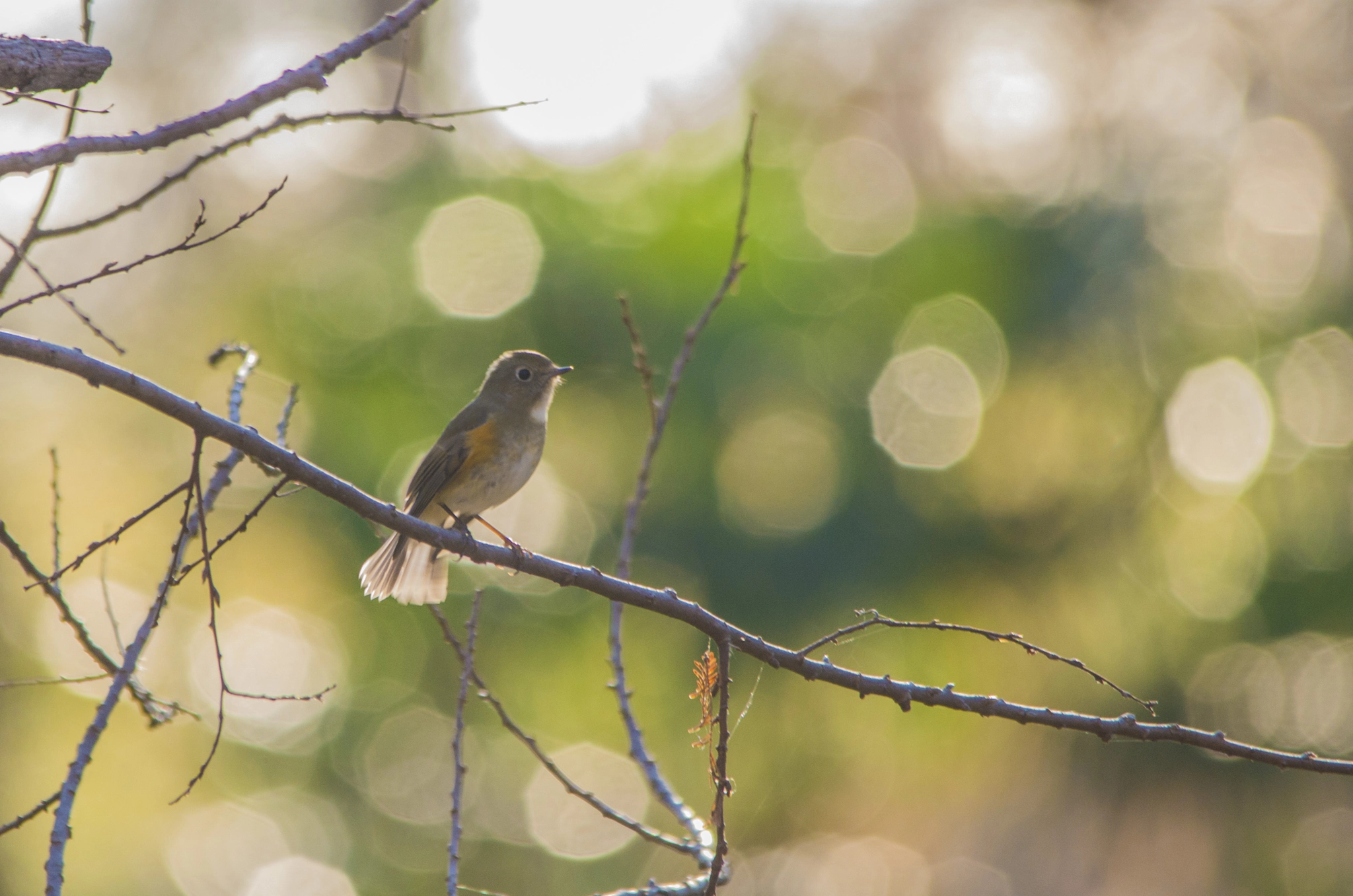 Sigma 150-500mm F5-6.3 DG OS HSM sample photo. In the morning forest photography