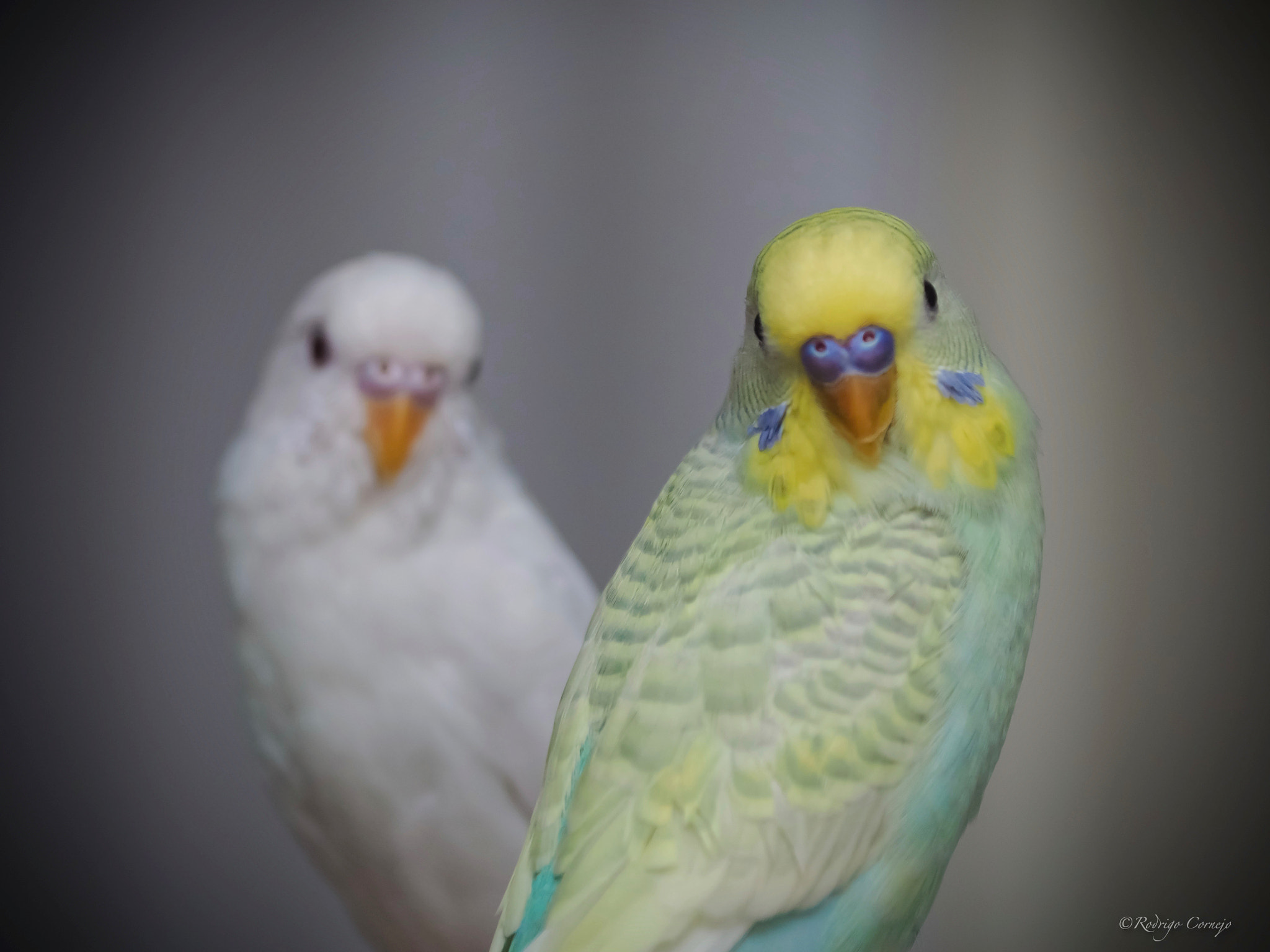 Olympus Zuiko Digital ED 70-300mm F4.0-5.6 sample photo. Coco and sherbert... photography