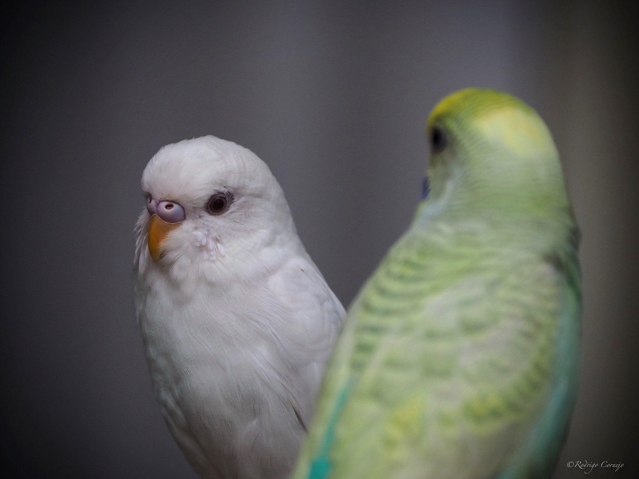 Olympus Zuiko Digital ED 70-300mm F4.0-5.6 sample photo. Coco and sherbert... photography