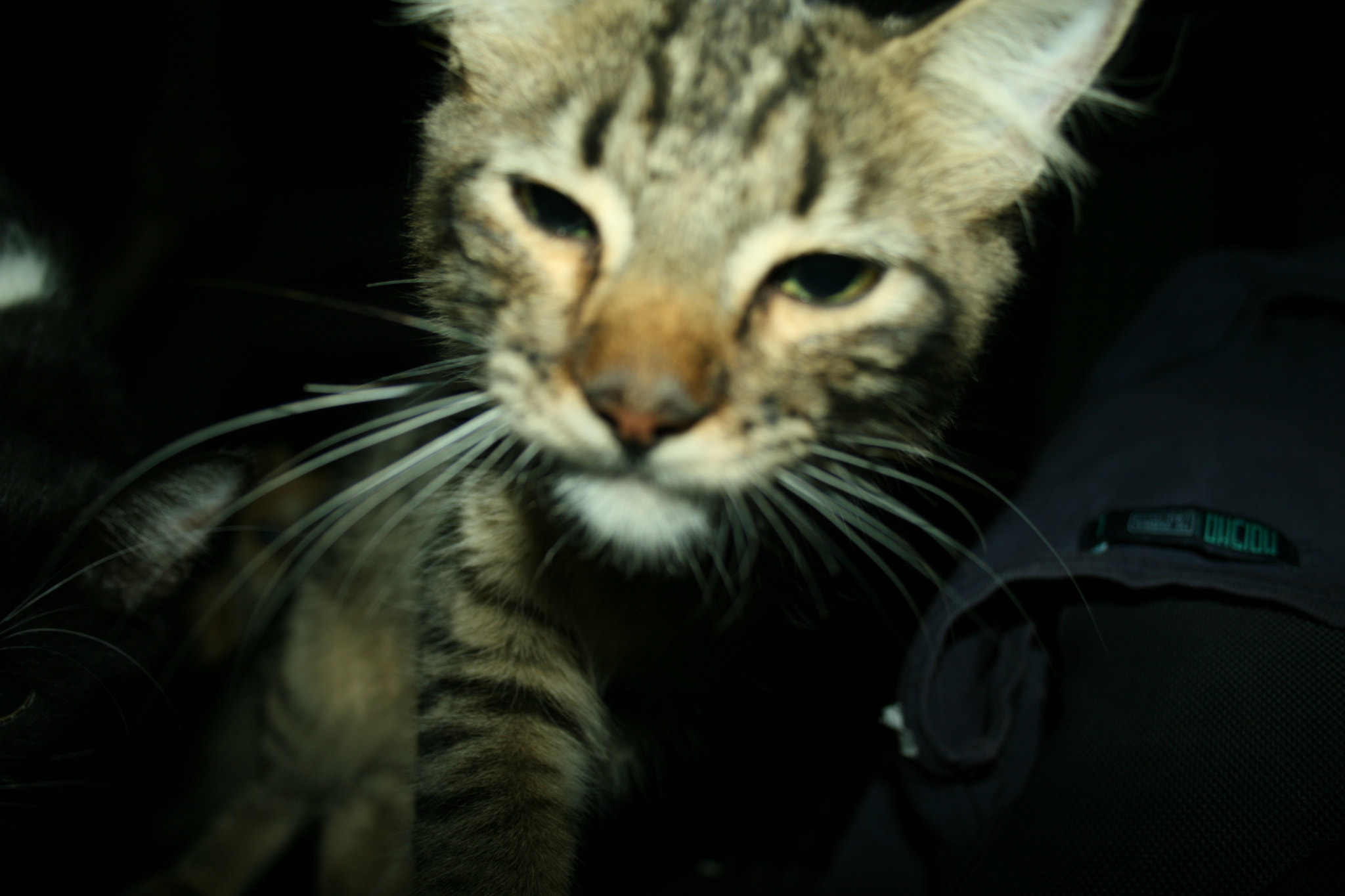 Canon EF-S 18-55mm F3.5-5.6 sample photo. Meoooo photography