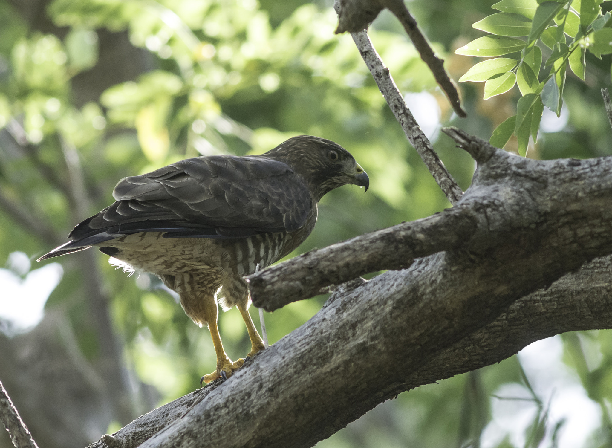 Nikon D4 + AF Zoom-Nikkor 70-210mm f/4 sample photo. Accipiter in the sabana. photography