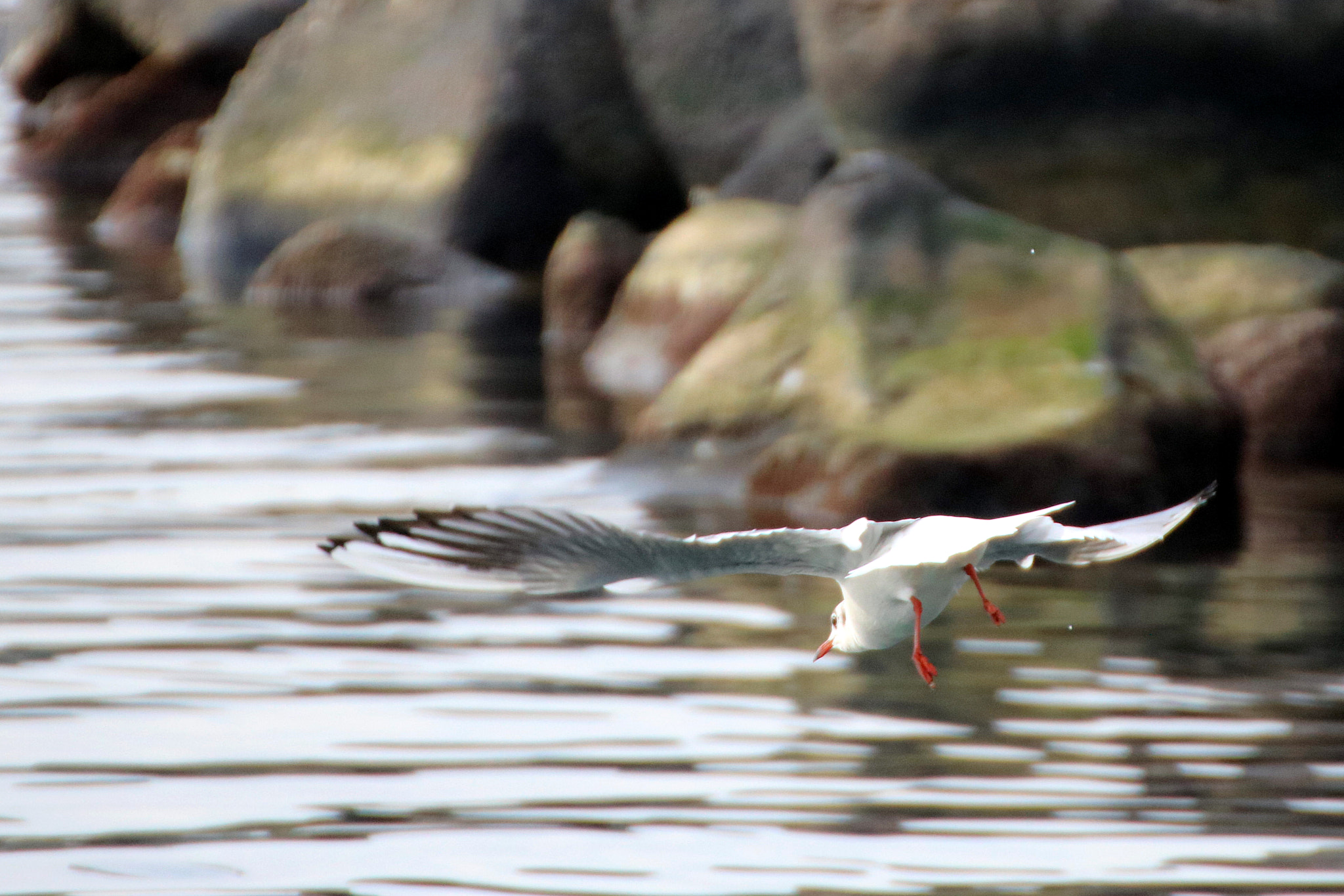 Tamron SP 35mm F1.8 Di VC USD sample photo. Seagull's landing. photography