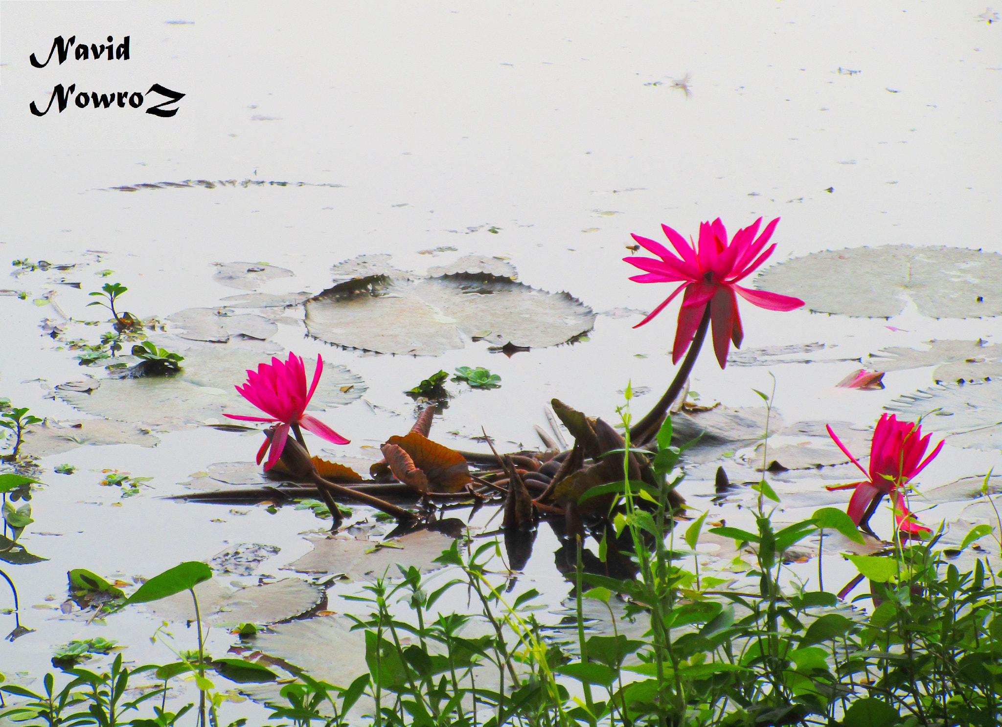 Canon PowerShot ELPH 170 IS (IXUS 170 / IXY 170) sample photo. Beautiful bangladesh - water lily photography