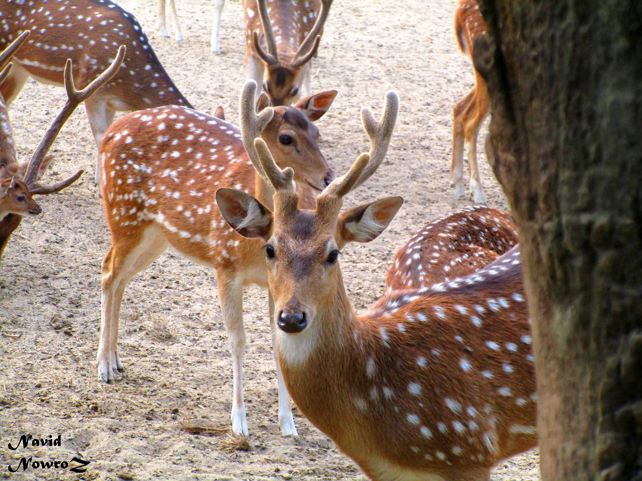 Canon PowerShot ELPH 170 IS (IXUS 170 / IXY 170) sample photo. Wildlife photography - chital deers photography