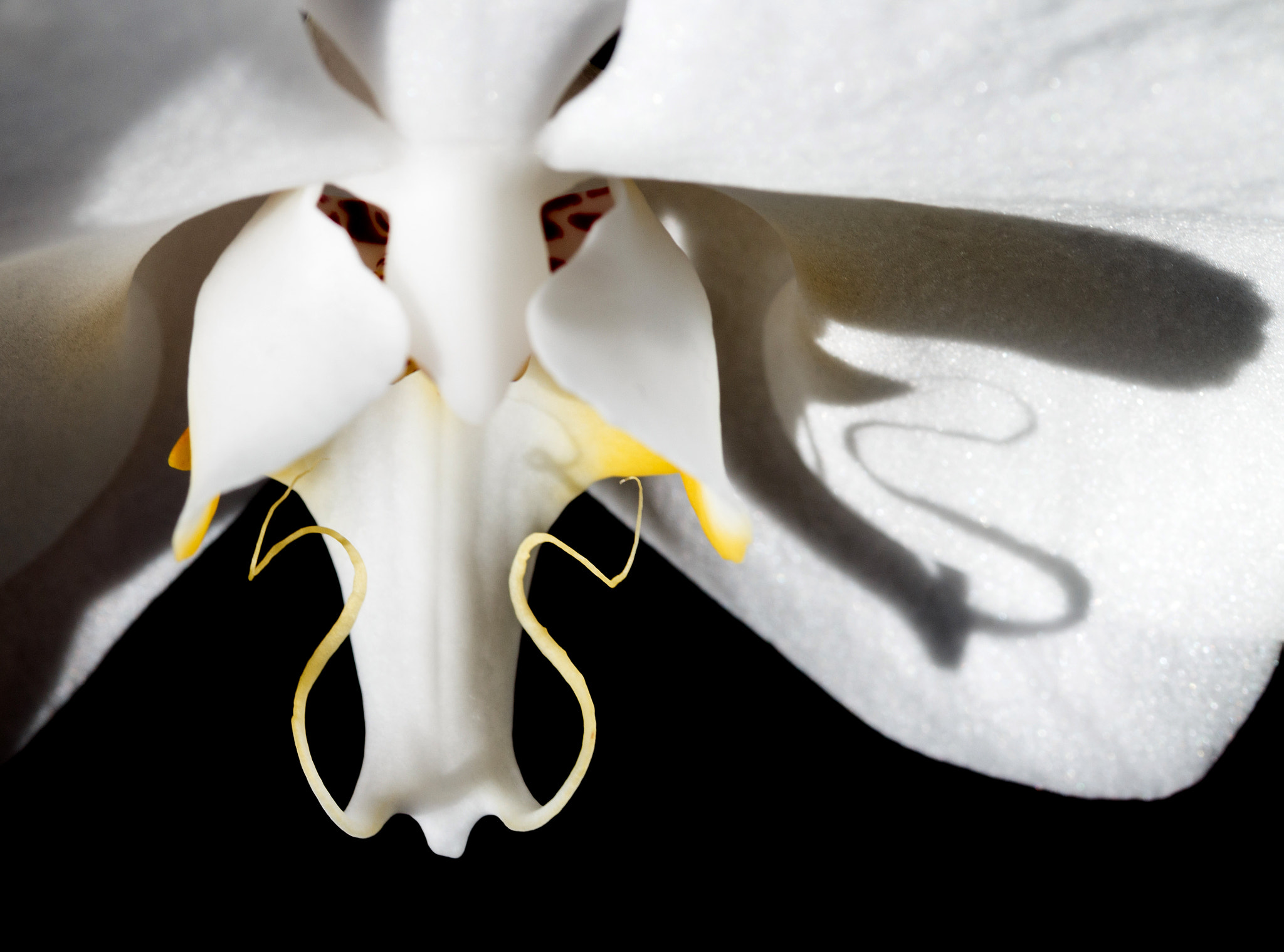 Canon EOS 70D + Sigma 105mm F2.8 EX DG Macro sample photo. The orchid song... photography
