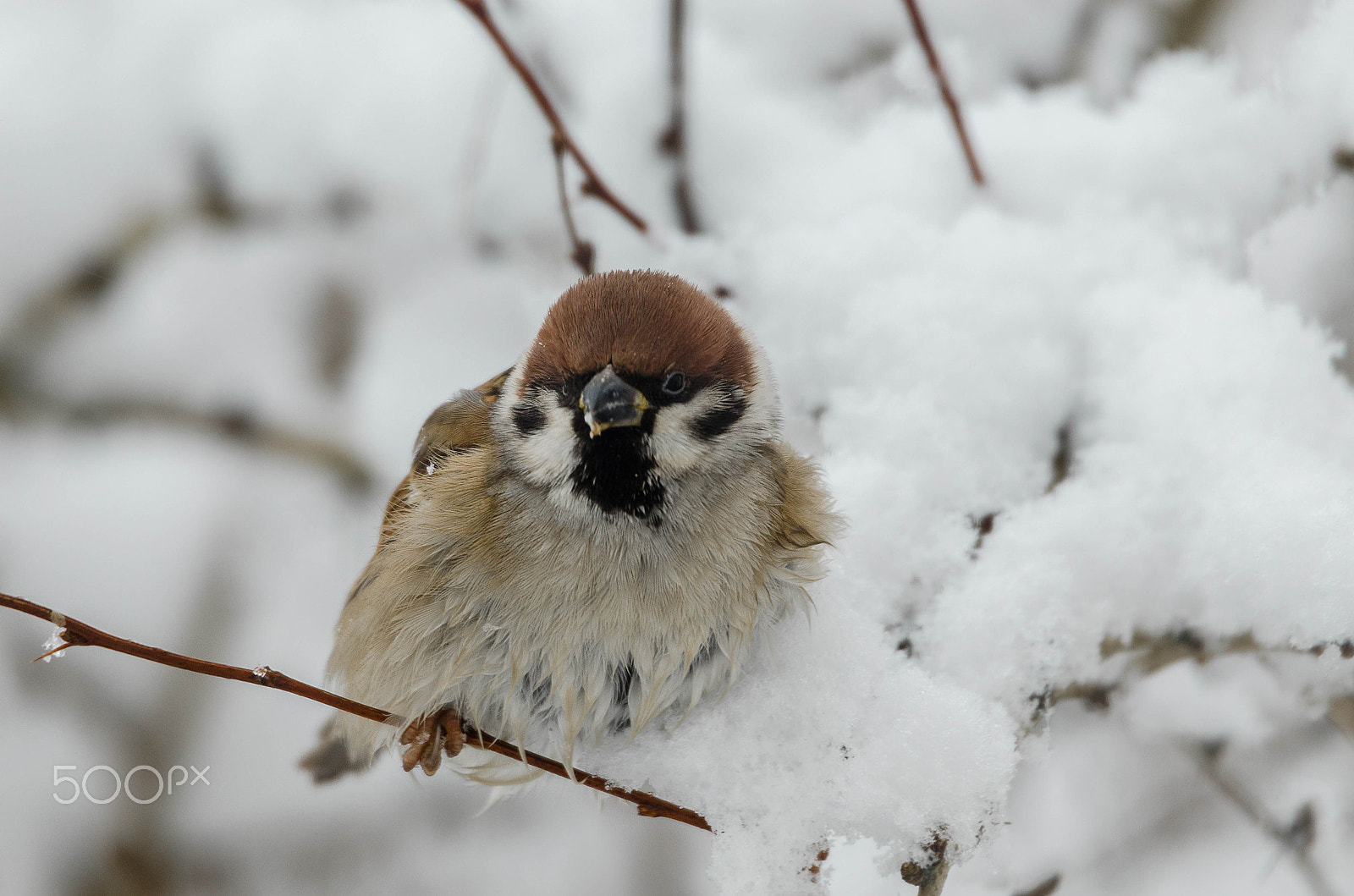 Sigma 50-500mm F4.5-6.3 DG OS HSM sample photo. Spatz ium winter photography