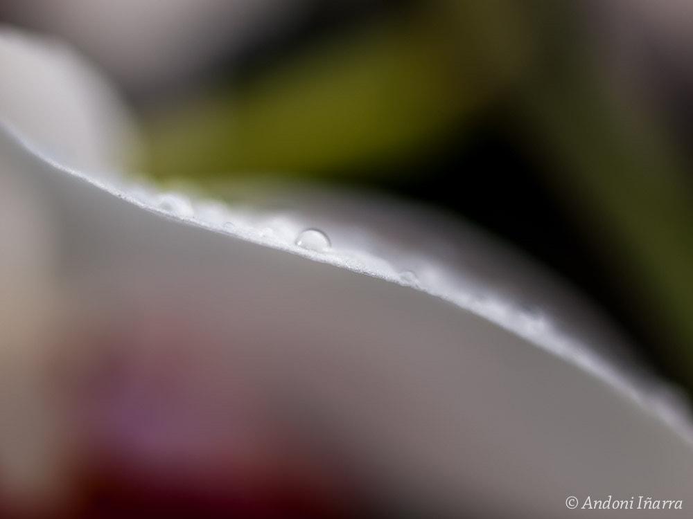 OLYMPUS 50mm Lens sample photo